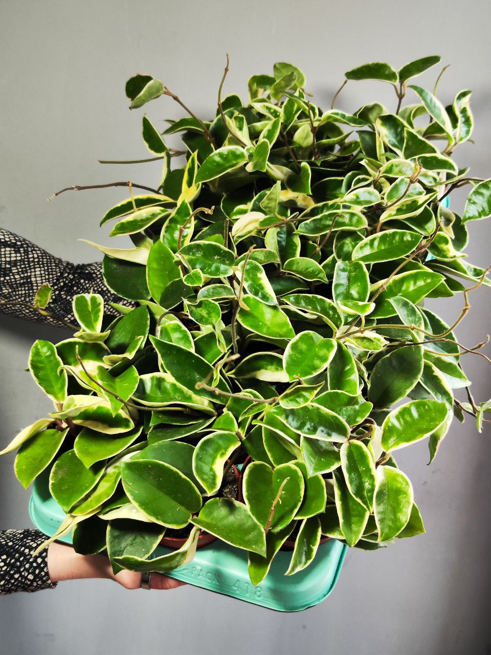 Хойя Кримсон Квин (Hoya Krimson Queen) D12см