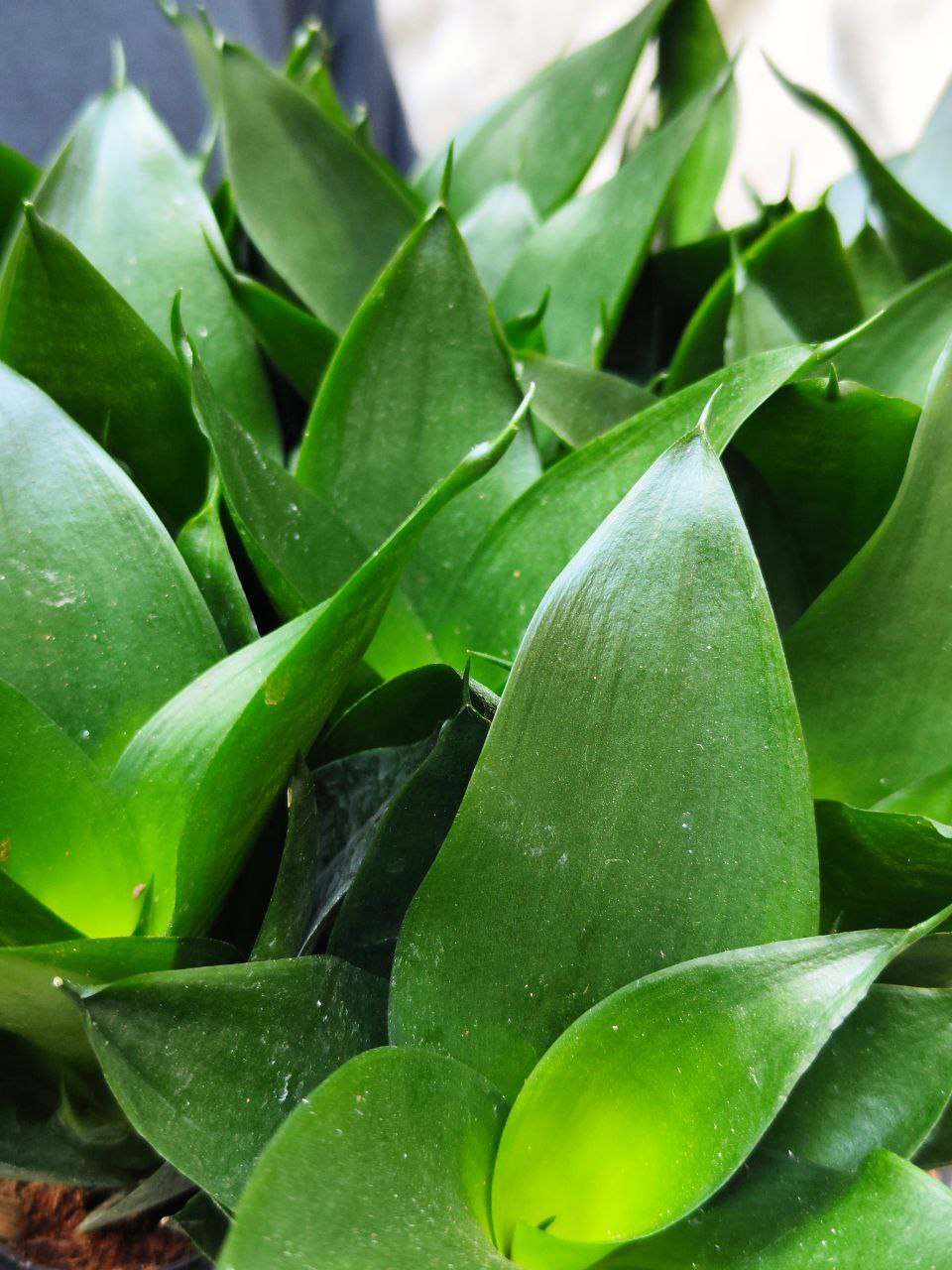 Сансевиерия Ханни Блэк (Sansevieria Hahnii Black) D6см