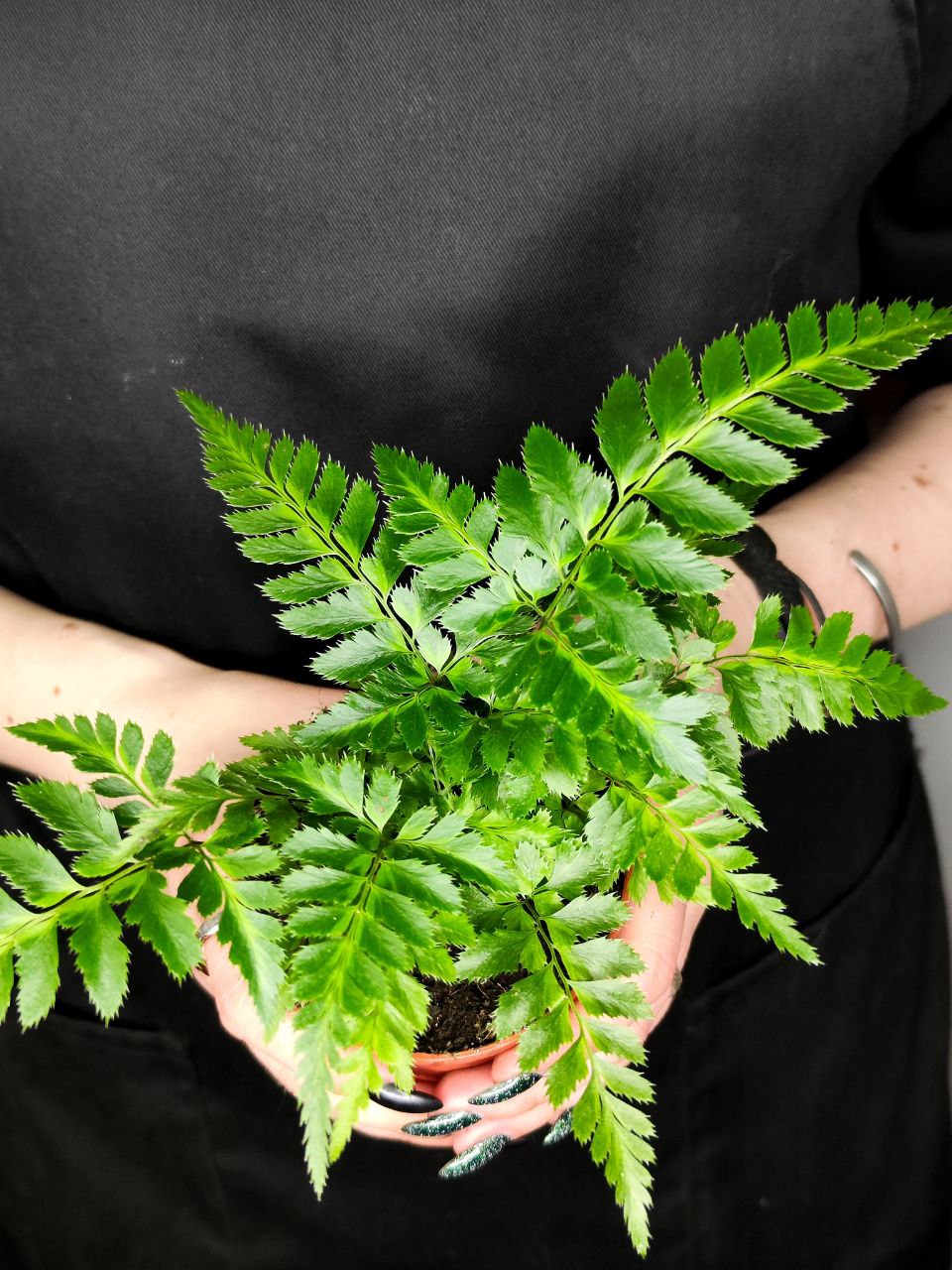 Румора Адиантиформис Вариегата (Rumohra Adiantiformis Variegata) D8,5см