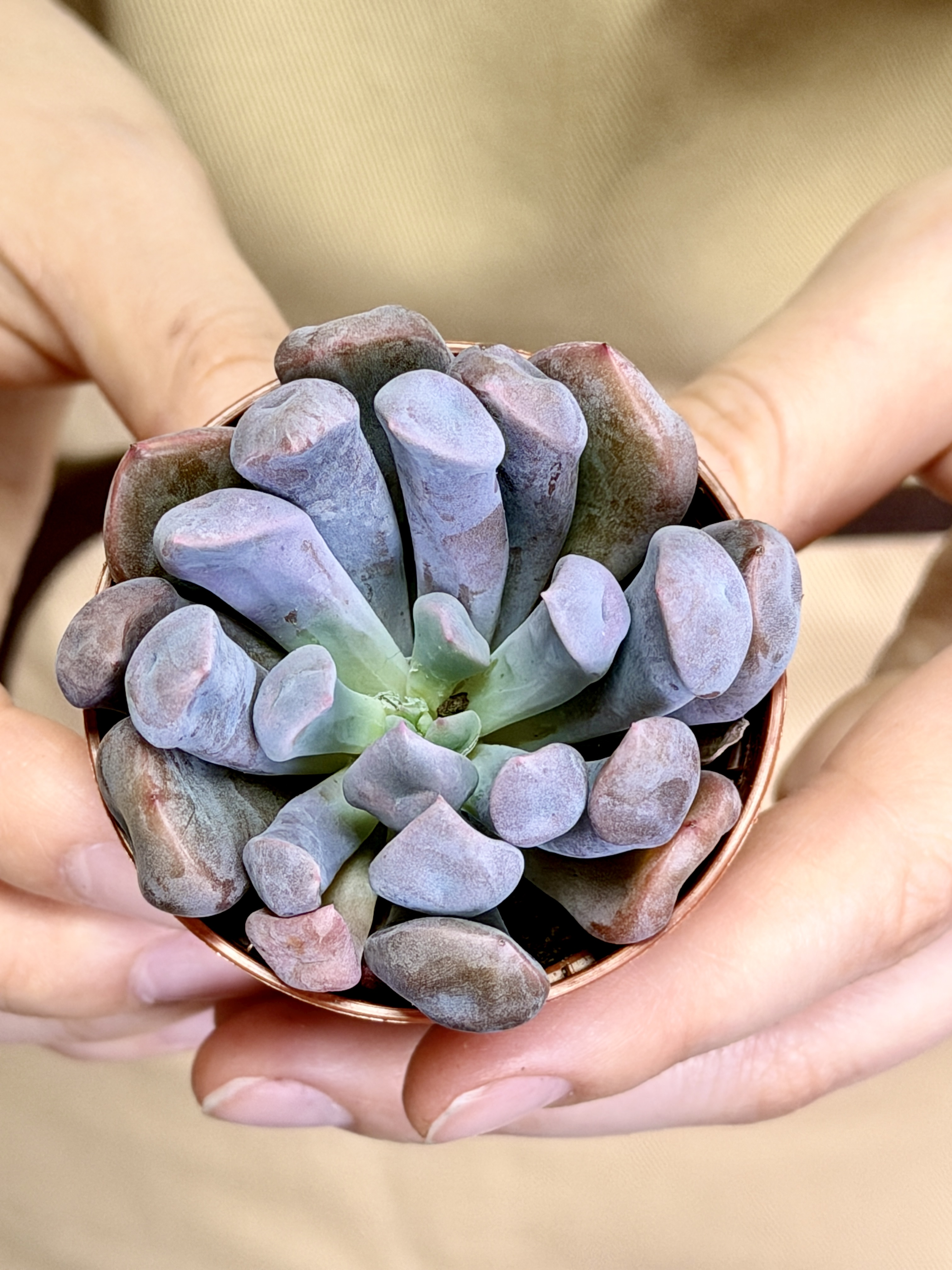 Эхеверия Купидон, или Лилак Спунс (Graptoveria Lilac Spoons) D5см