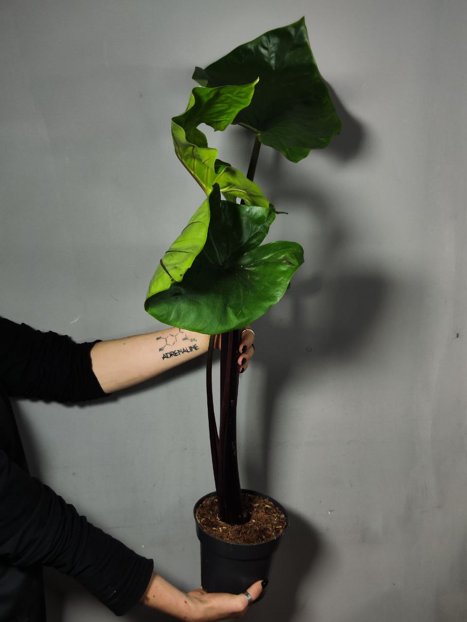 Алоказия Черная Кобра (Alocasia Black Cobra) D14см