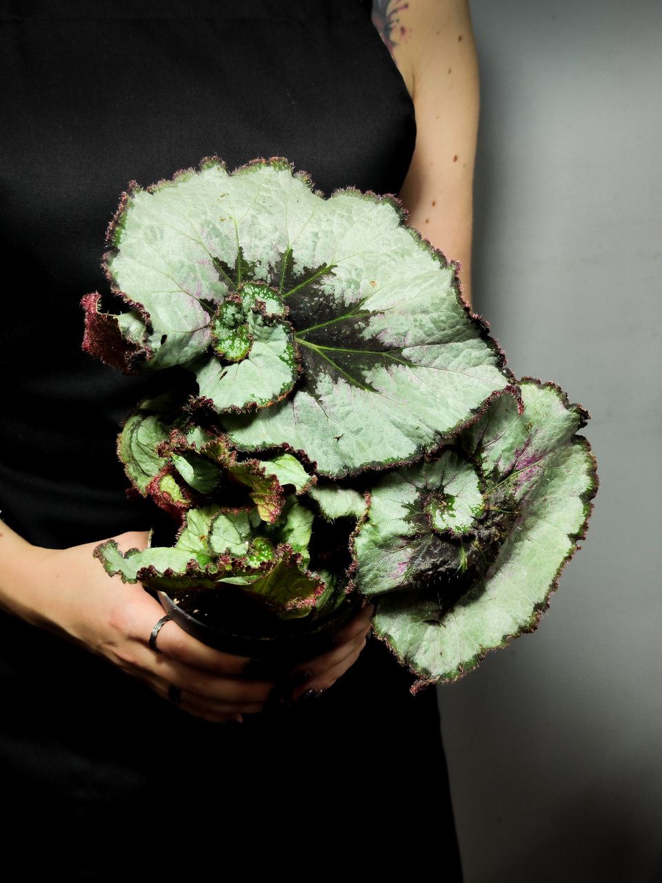 Бегония Рекс Эскаргот (Begonia Rex Escargot) D12см