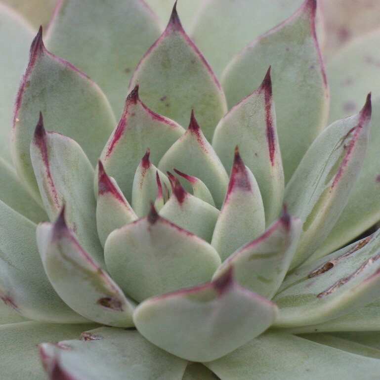 Эхеверия Куспидата Менчака (Echeveria Cuspidata Menchaca) D5см