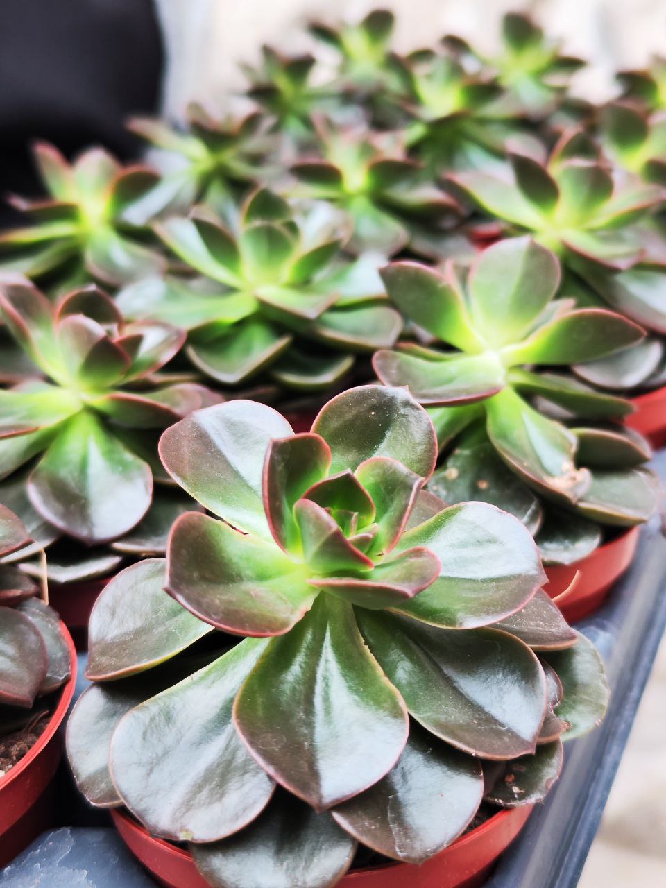 Эхеверия Блэк Мэджик (Echeveria Black Magic) D8см