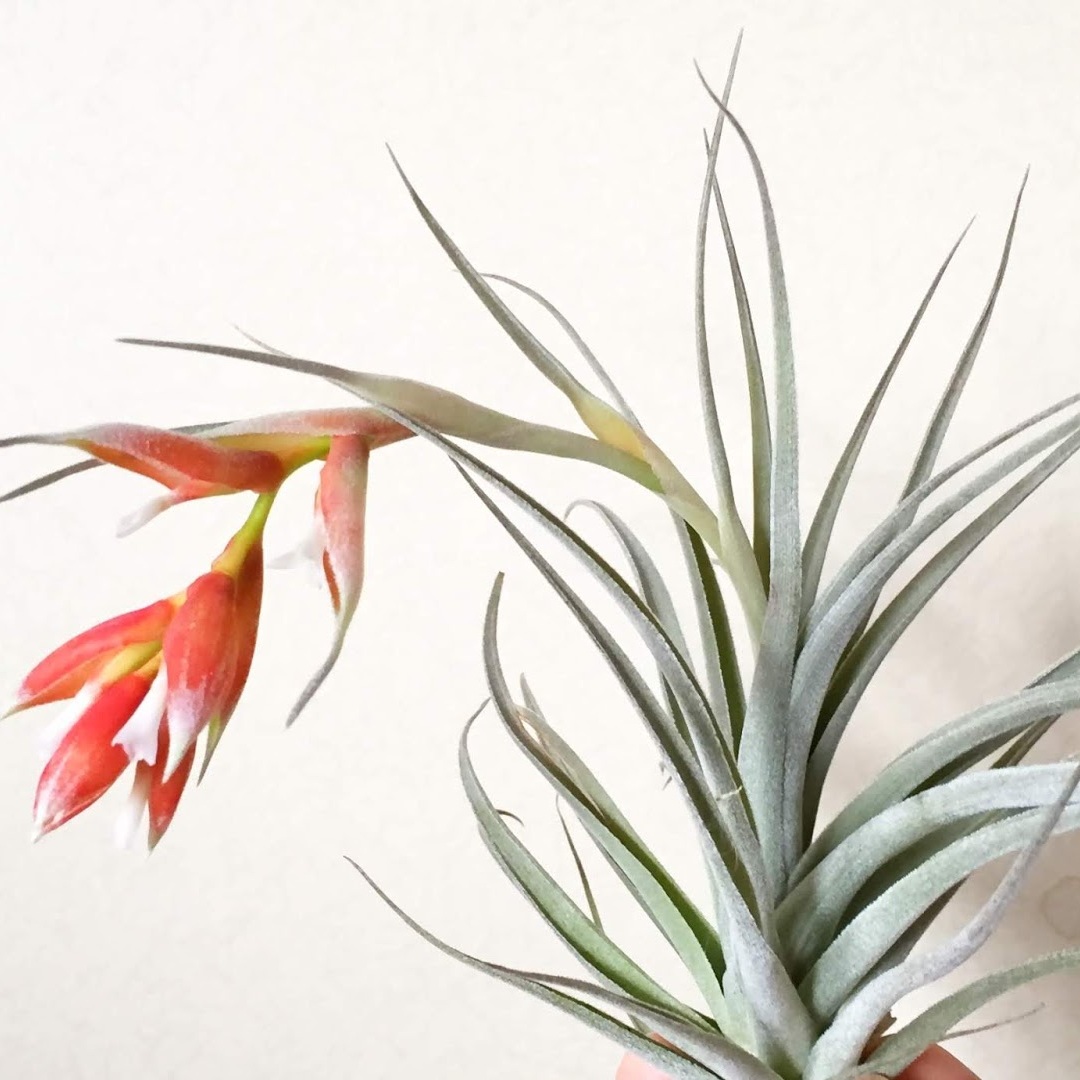 Тилландсия Полиана (Tillandsia Pohliana)