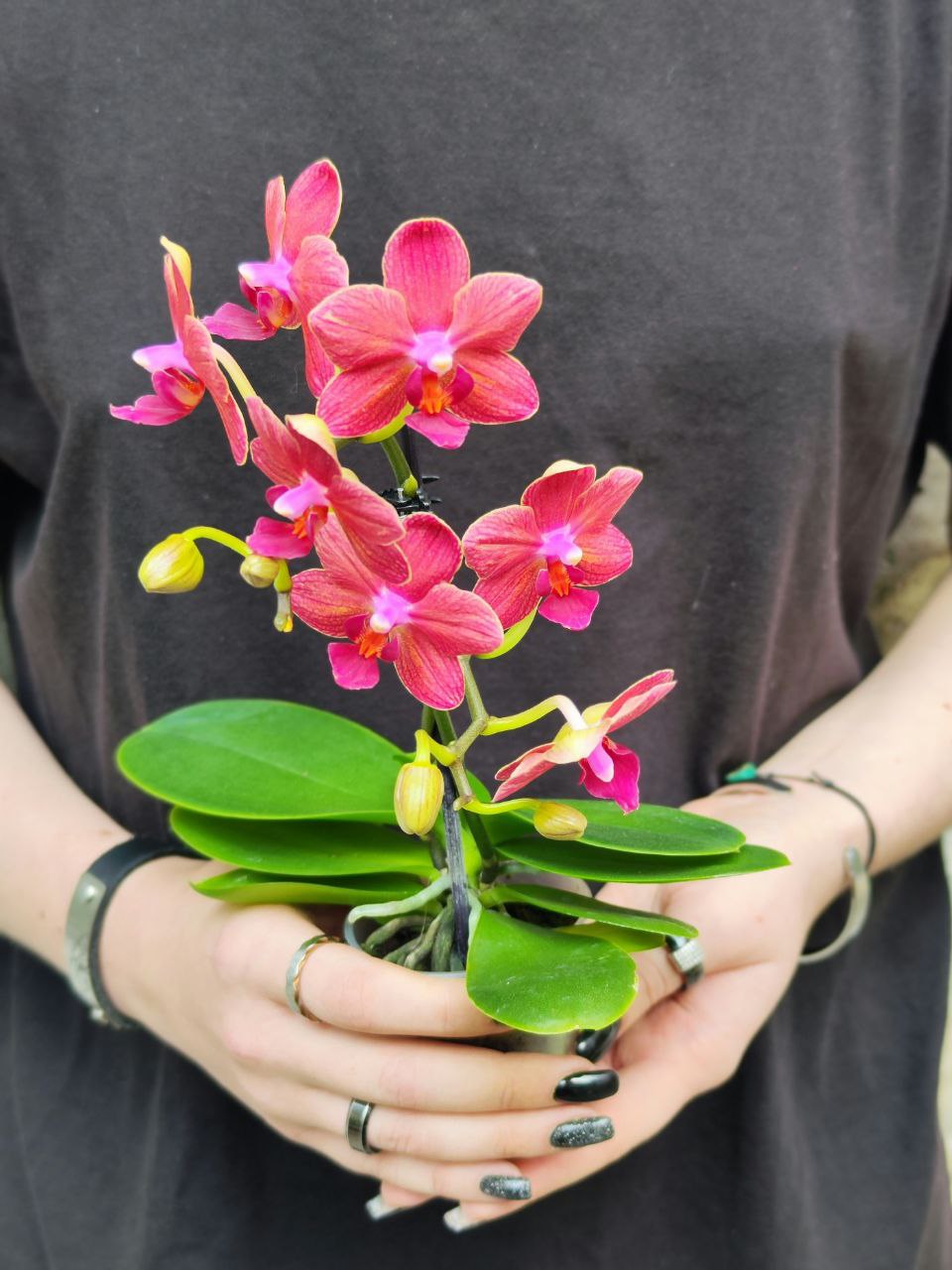 Орхидея Фаленопсис Мини Красная (Phalaenopsis Multiflora Red) D6см