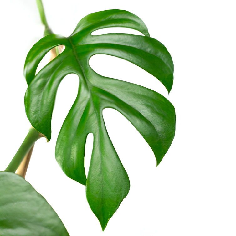 Монстера Минима (Monstera Minima) D6см