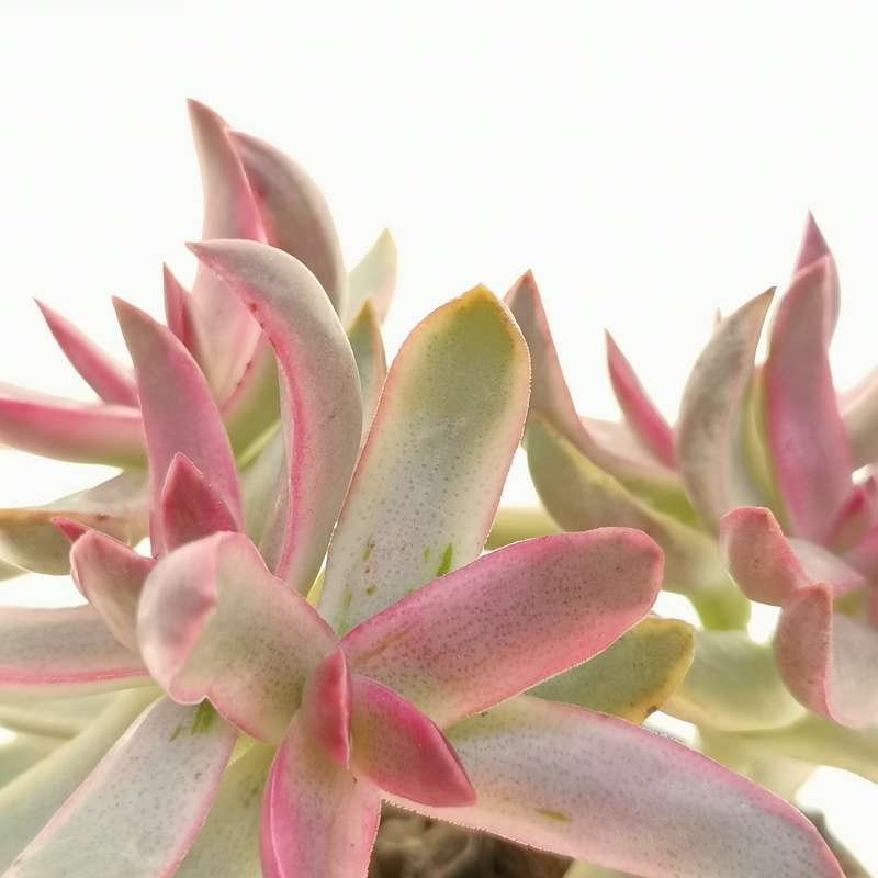 Крассула Рубрикаулис (Crassula Rubricaulis) D5см