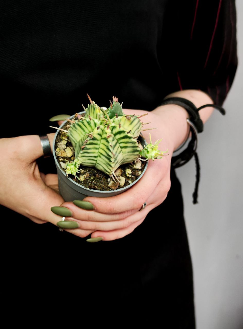 Эуфорбия Мелоформис Вариегата (Euphorbia Meloformis Variegata) D6,5см