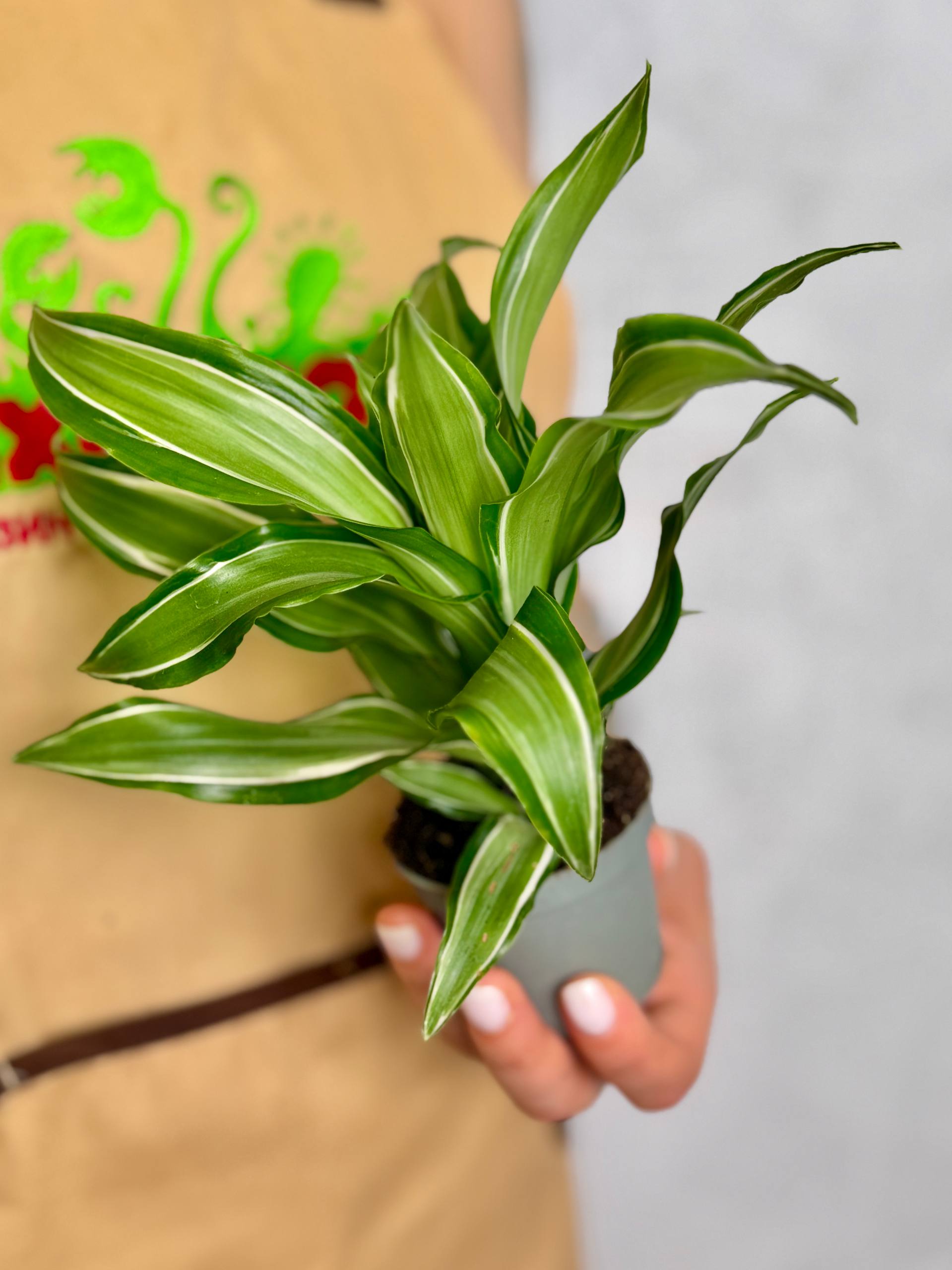 Драцена Фрагранс Канзи (Dracaena Fragrans Kanzi) D6см