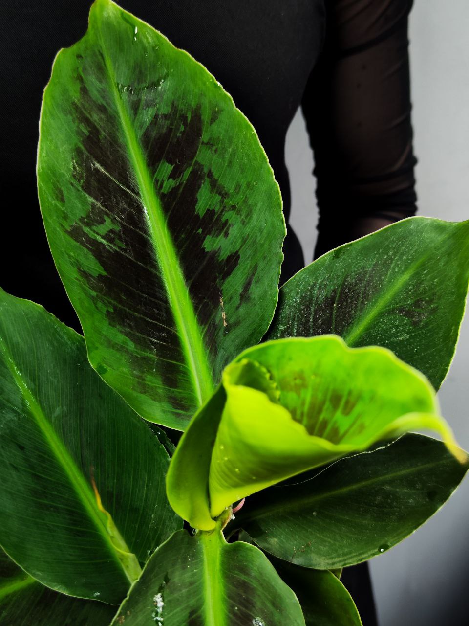 Комнатное Растение Банан (Musa Acuminata) D12см