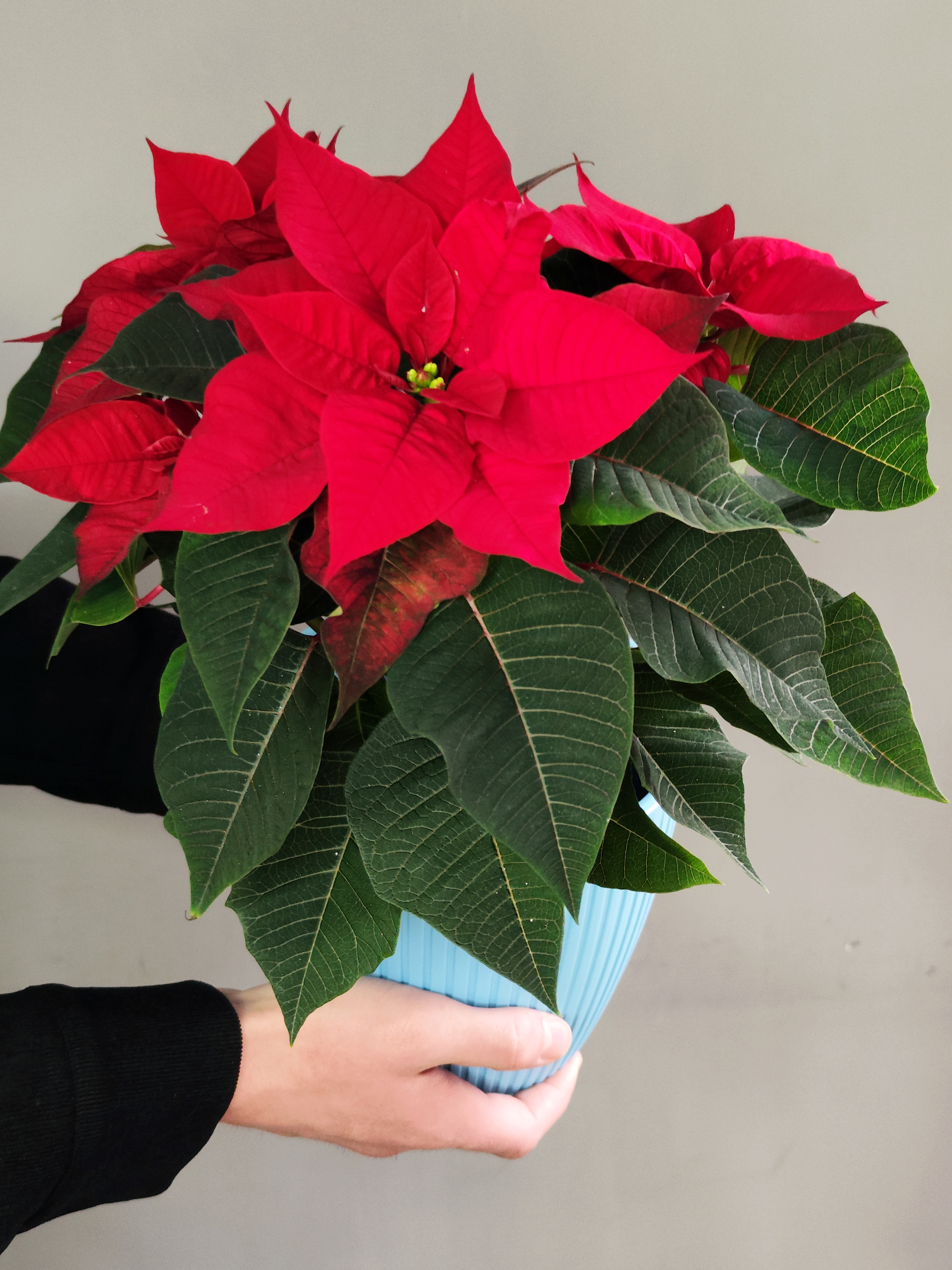 Пуансеттия Фрея Красная (Poinsettia Freya Red) Пересаженная D15см