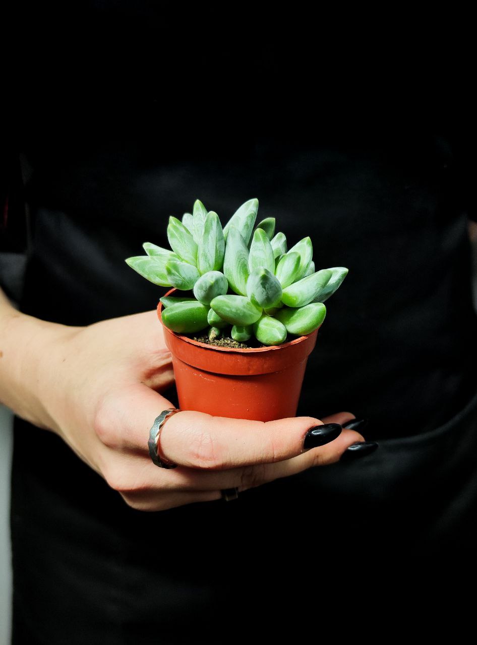 Пахифитум Компактный Груп (Pachyphytum Compactum Group) D5см