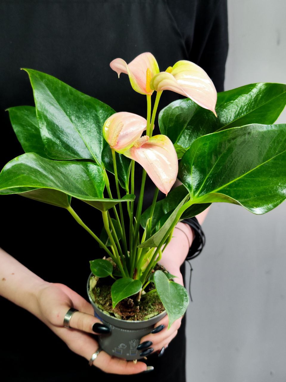 Антуриум Андреанум Джоли Пич (Anthurium Andreanum Joli Peach) D9см