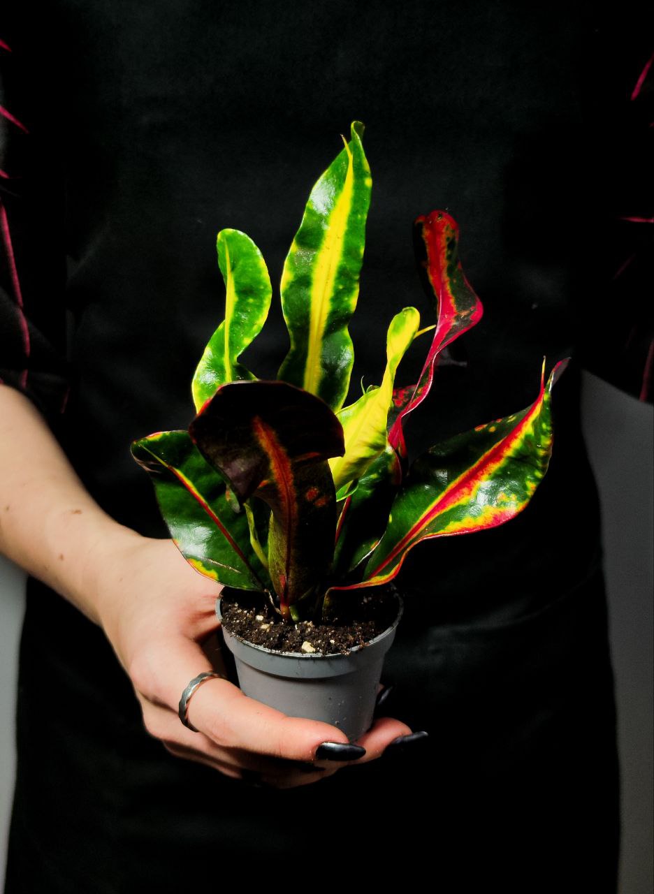 Кодиеум (Кротон) Мамми (Codiaeum Mammy) D6см