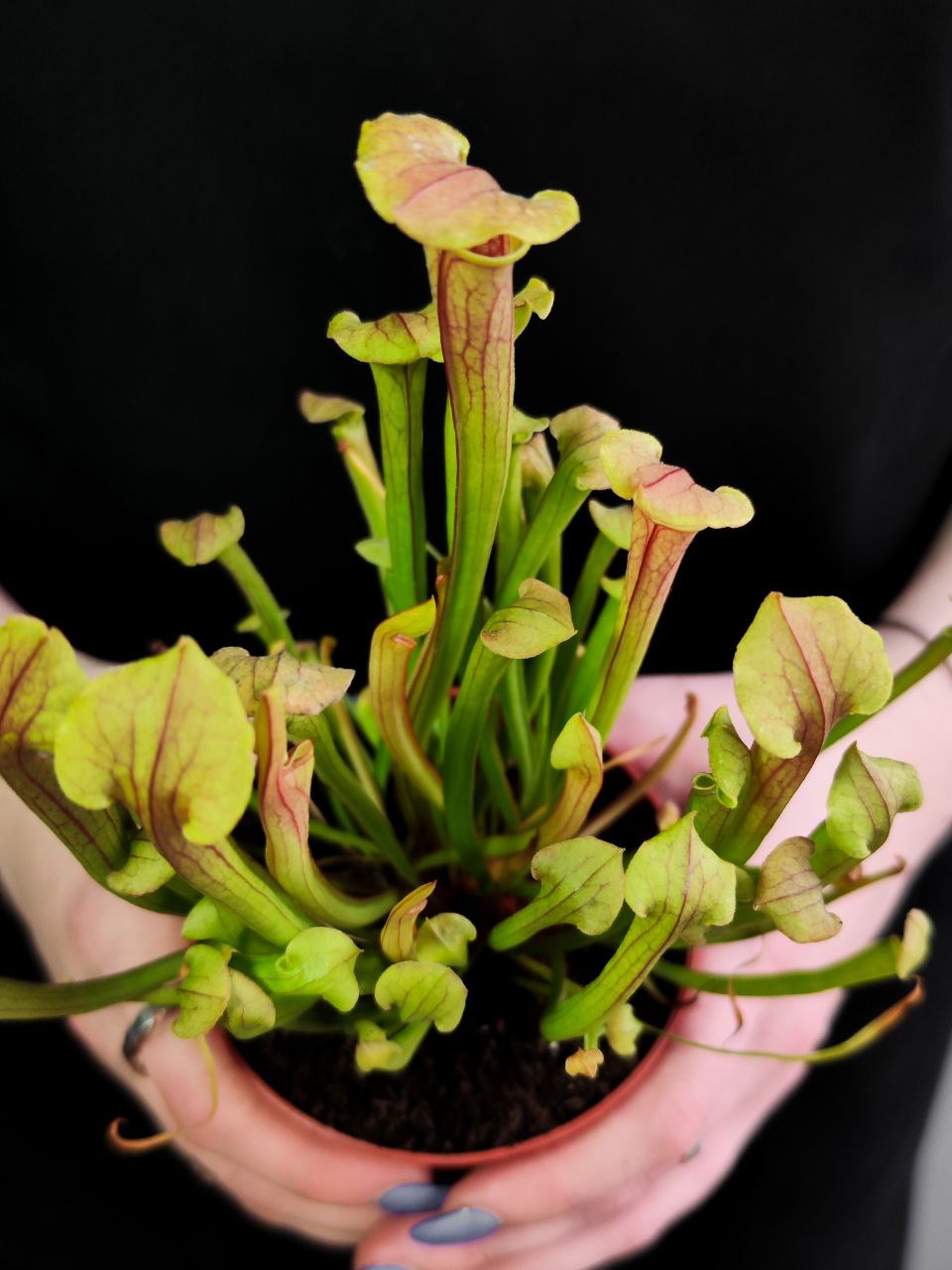 Саррацения Тиго (Sarracenia Tygo) D9см
