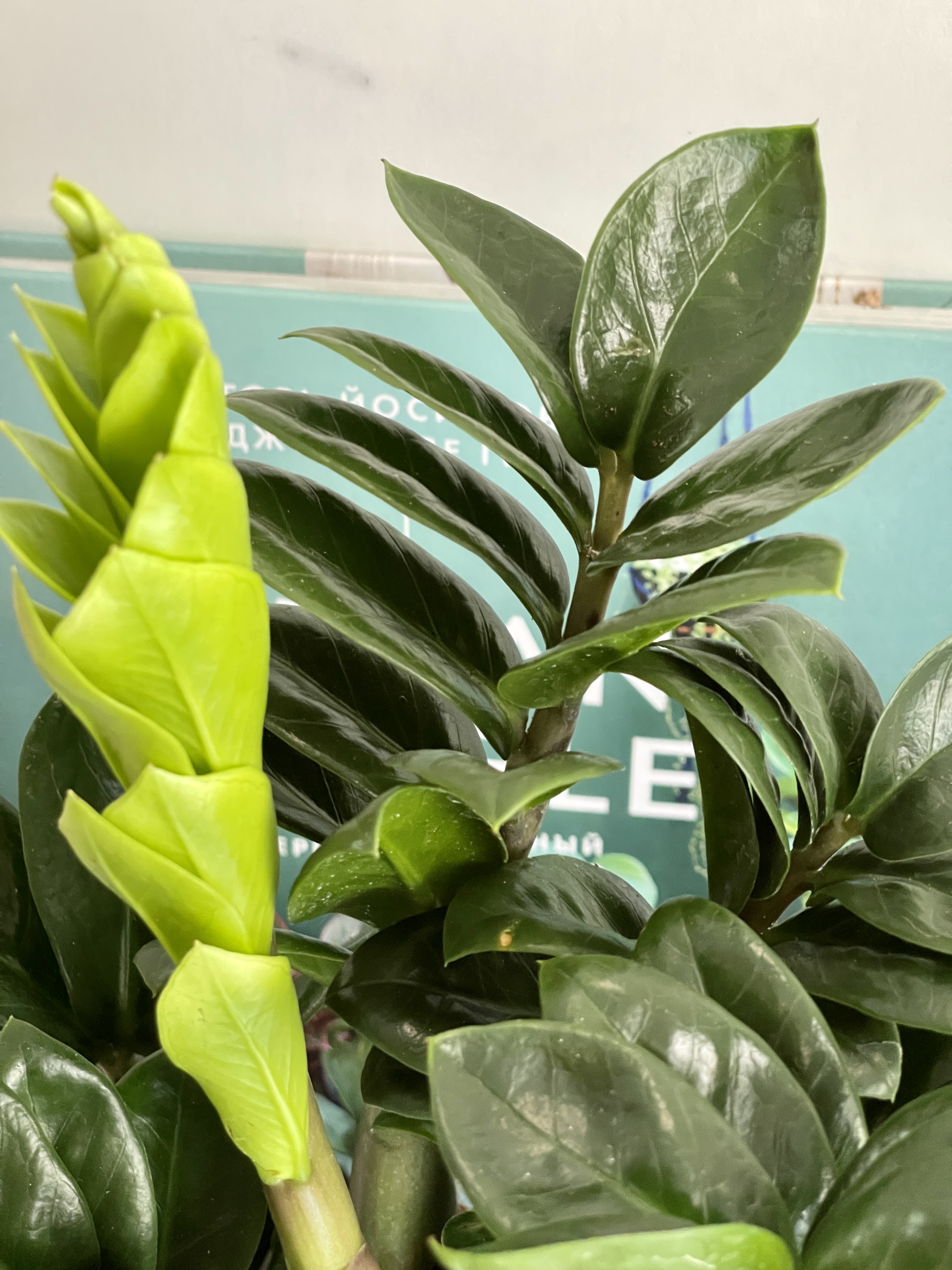 Замиокулькас Зензи (Zamioculcas Zenzi) D14см