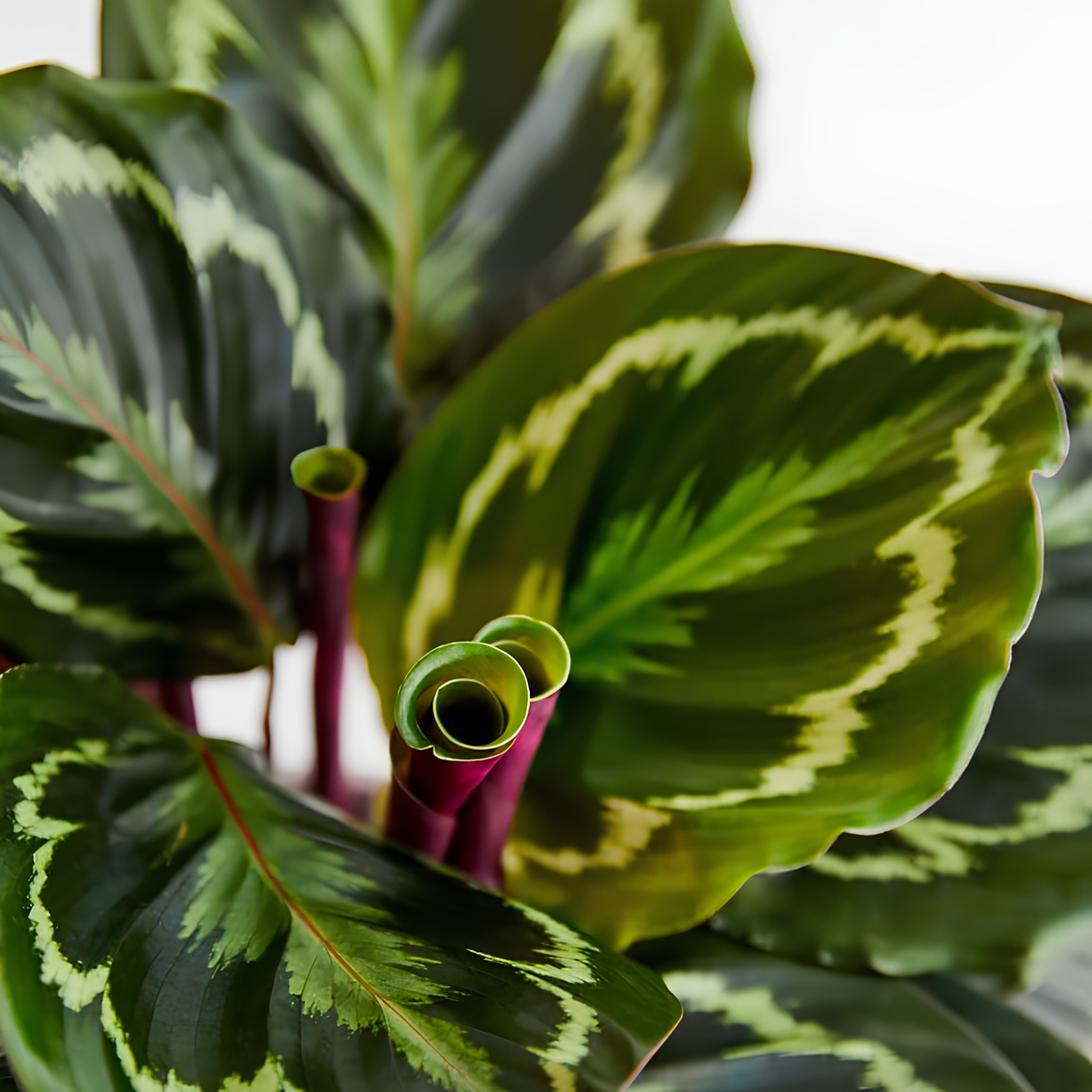Калатея Медальон (Calathea Roseopicta Medallion) D14см