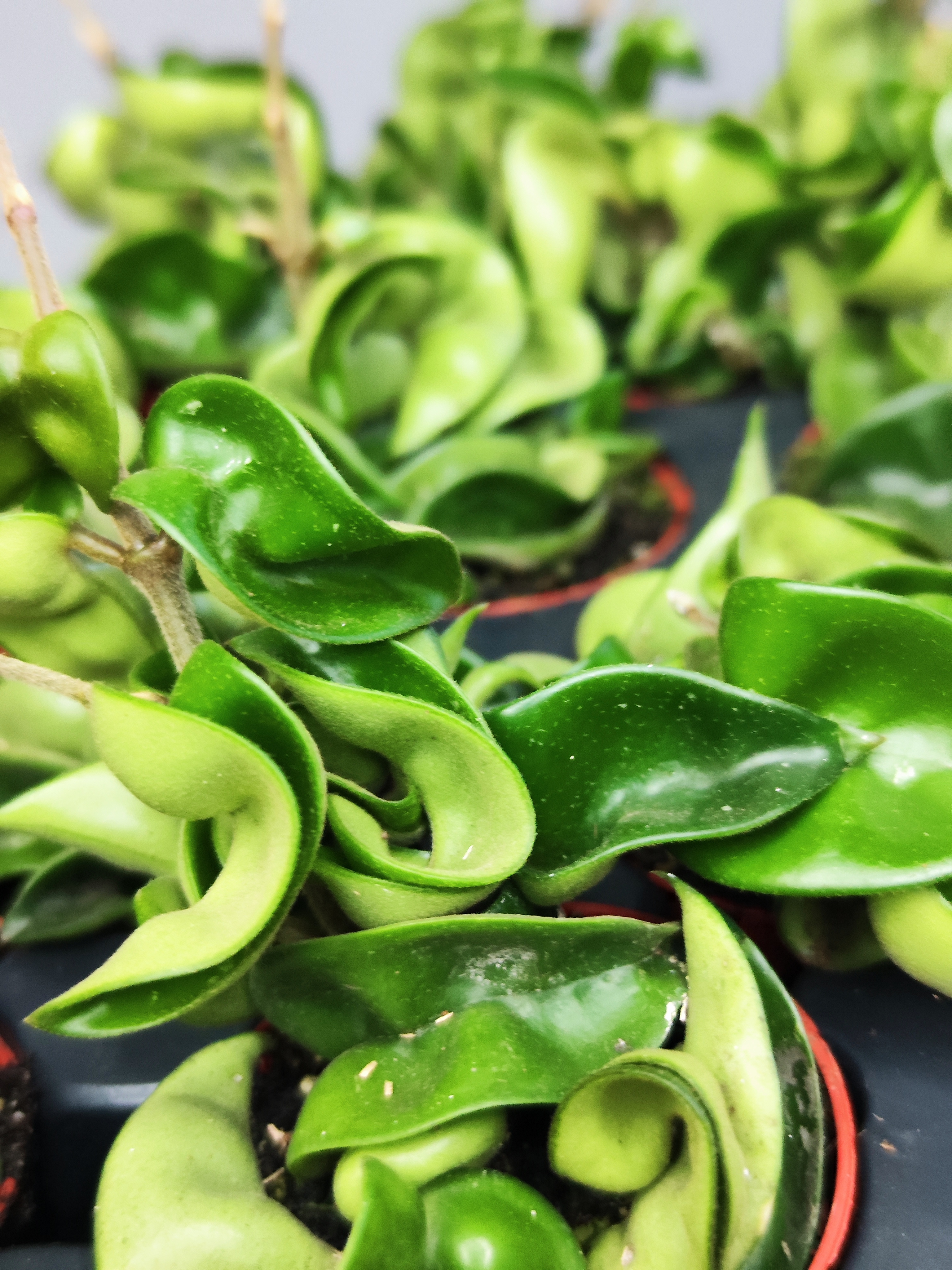Хойя Карноза Компакта Грин (Hoya Carnosa Compacta Green) D6см