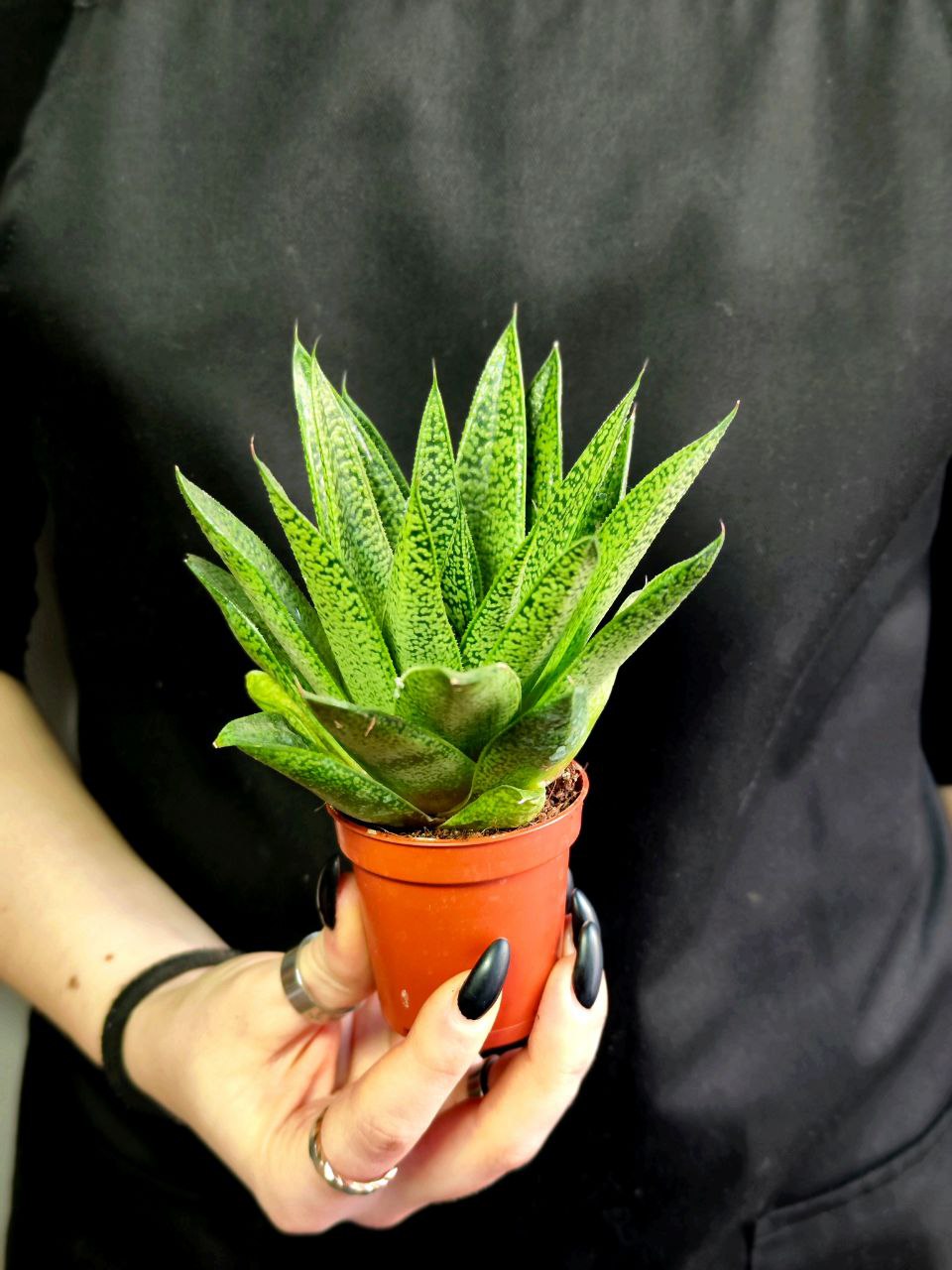 Гастерия Тиго (Gasteria Tiga) D5см