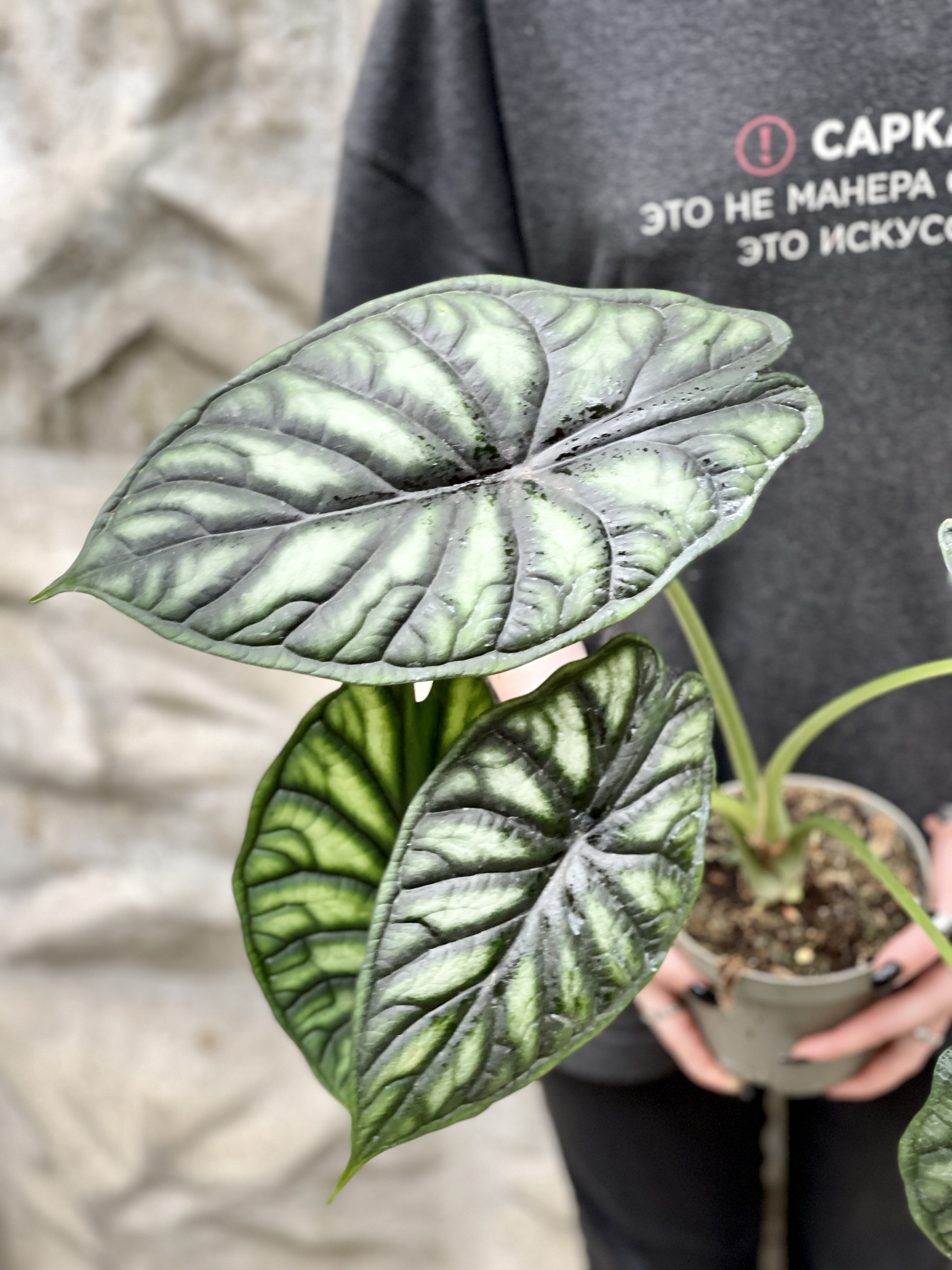 Алоказия Драгон Скейл (Alocasia Dragon Scale) D11см