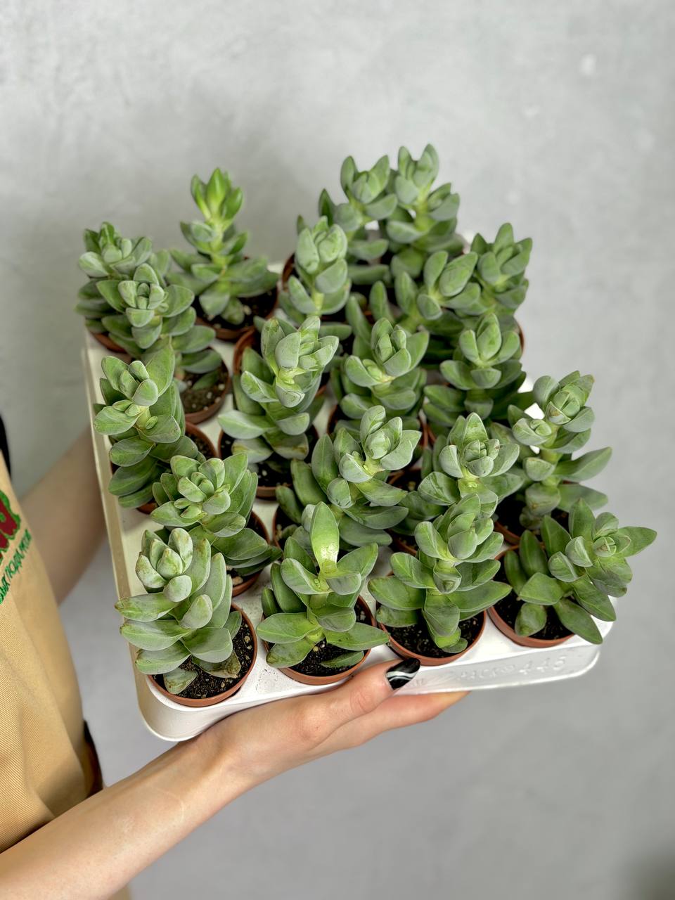 Крассула Мунглоу, или Лунное Свечение (Crassula Moonglow) D5cм