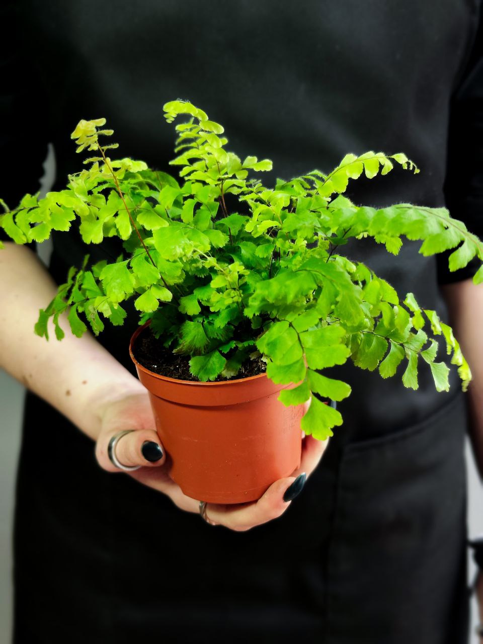 Адиантум Бронз Венус (Adiantum Bronze Venus) D8,5см
