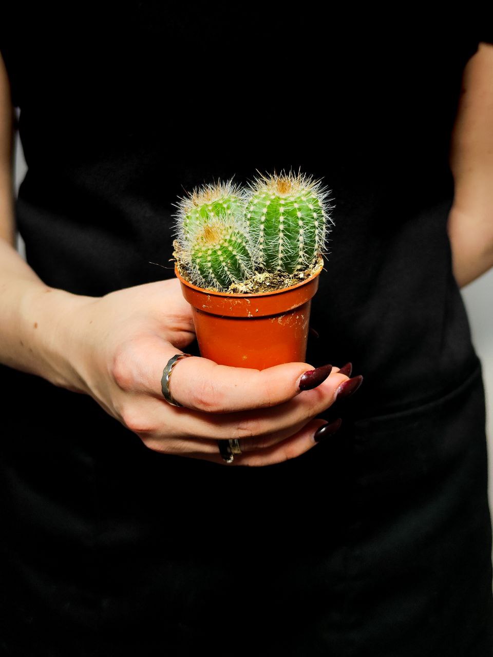 Нотокактус Магнификус Груп (Notocactus Mafnificus group) D5см