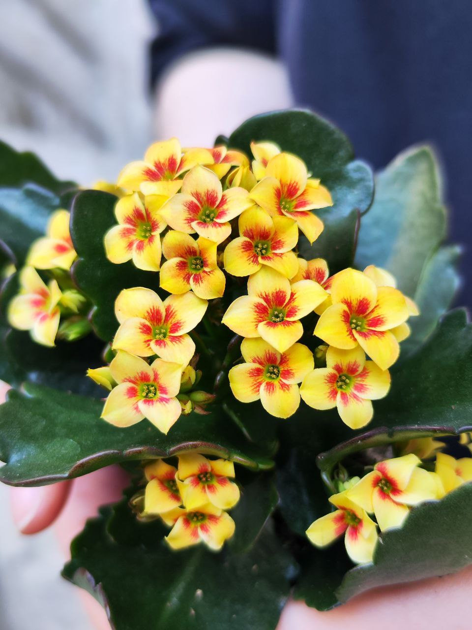 Каланхоэ Розалина Желтая Мэджик (Kalanchoe Rosalina Yellow Magic) D6см