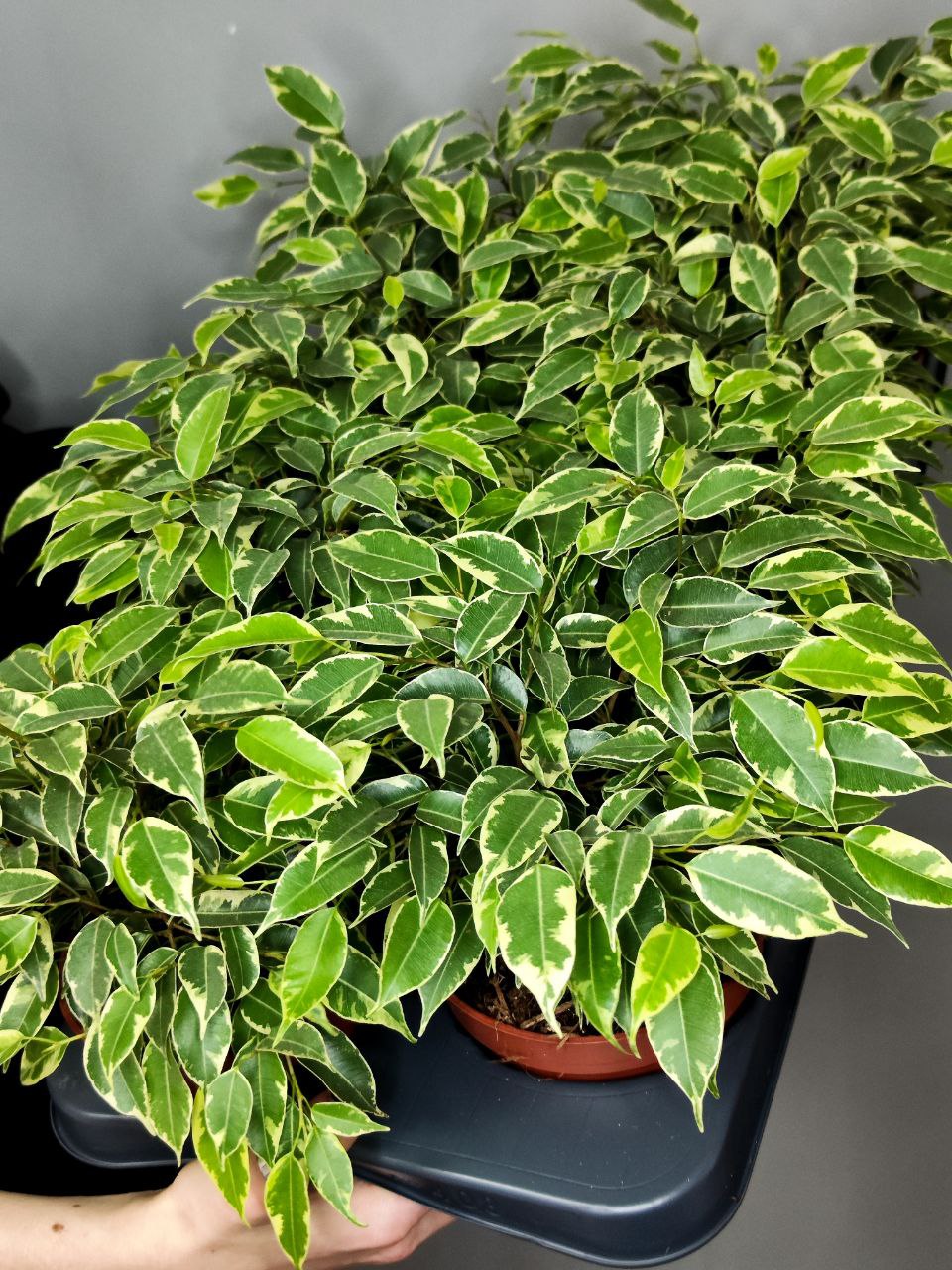 Фикус Бенджамина Кинки (Ficus Benjamina Kinky) D12см