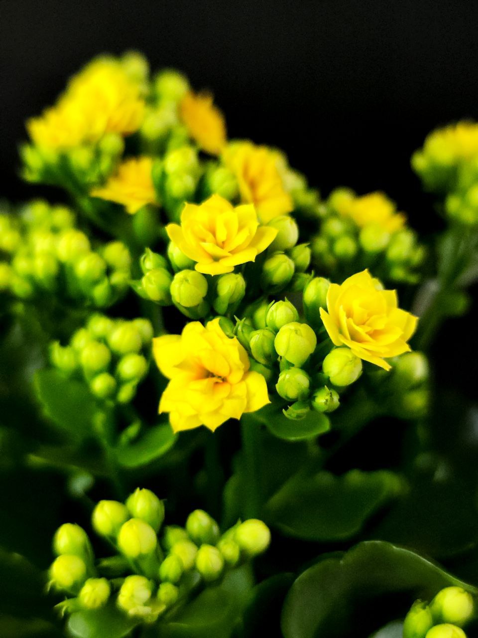 Каланхоэ Розалина Желтая (Kalanchoe Rosalina Yellow) D9см