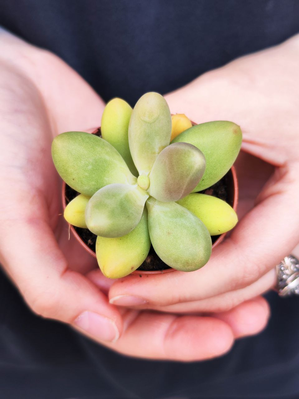 Пахифитум Овиферум Даймонд (Pachyphytum Oviferum Diamond) D5см