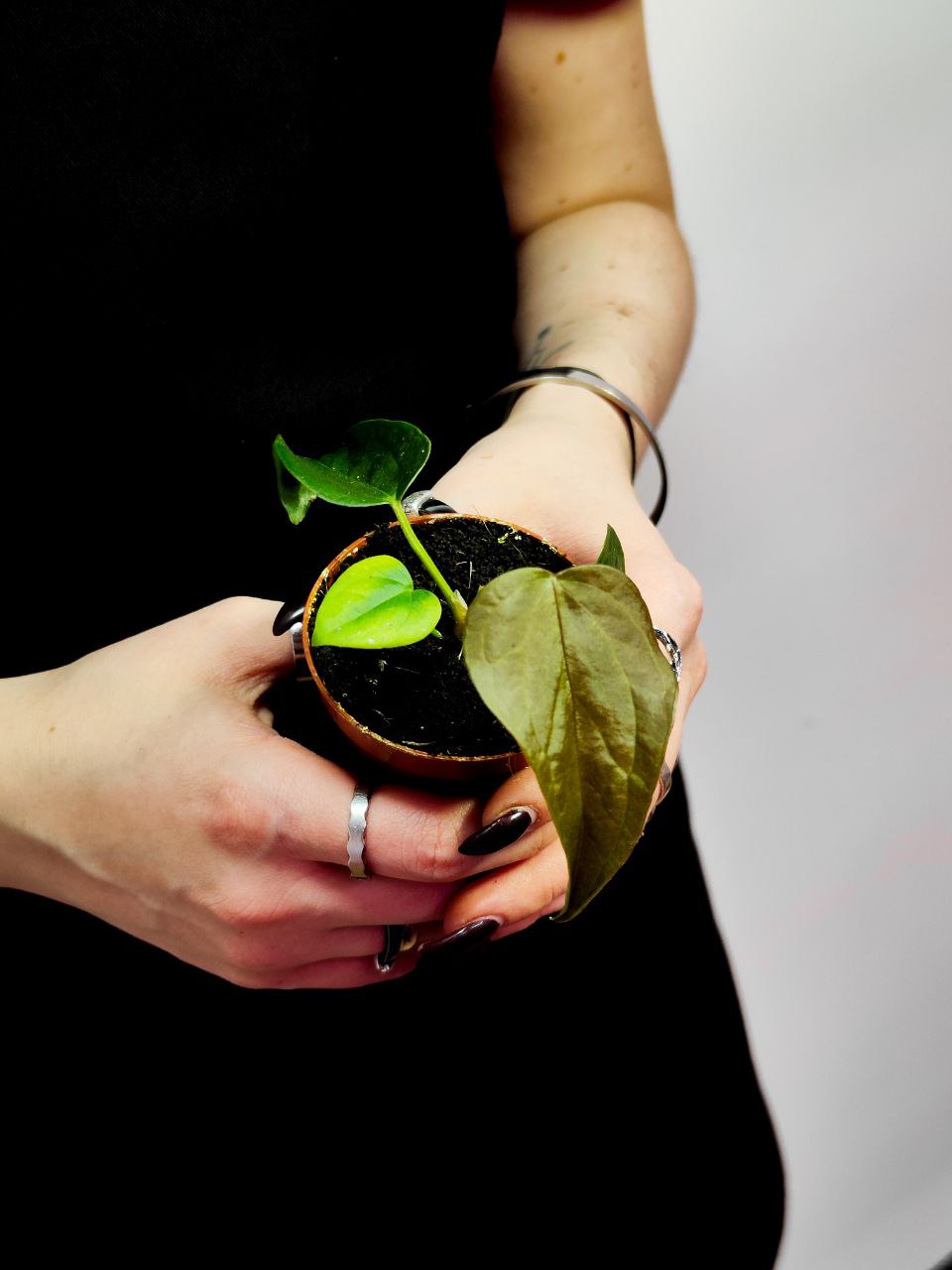 Антуриум Квин оф Хертс (Anthurium Queen Of Heart) D6см