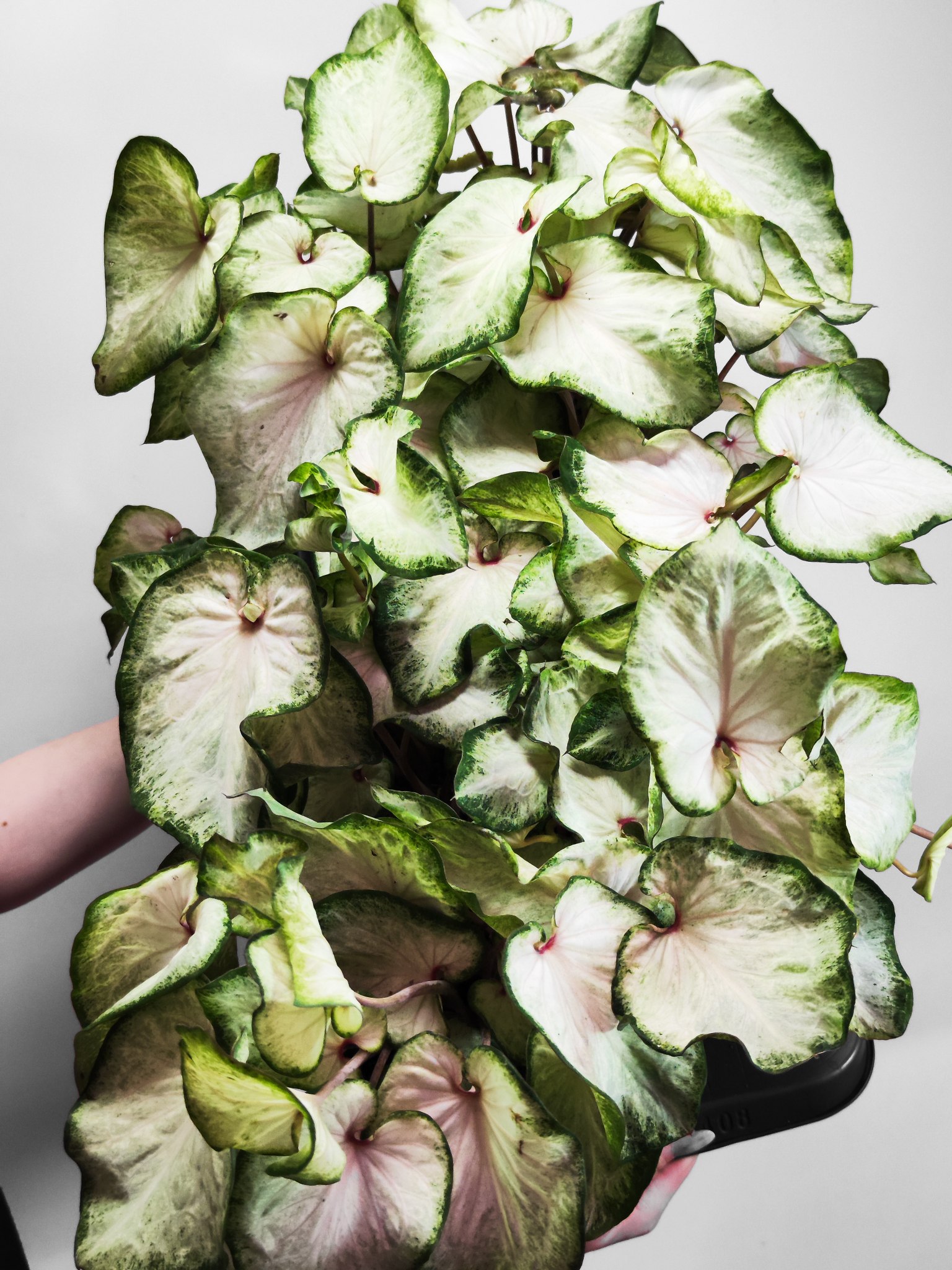Каладиум Вайт (Caladium White) D12см