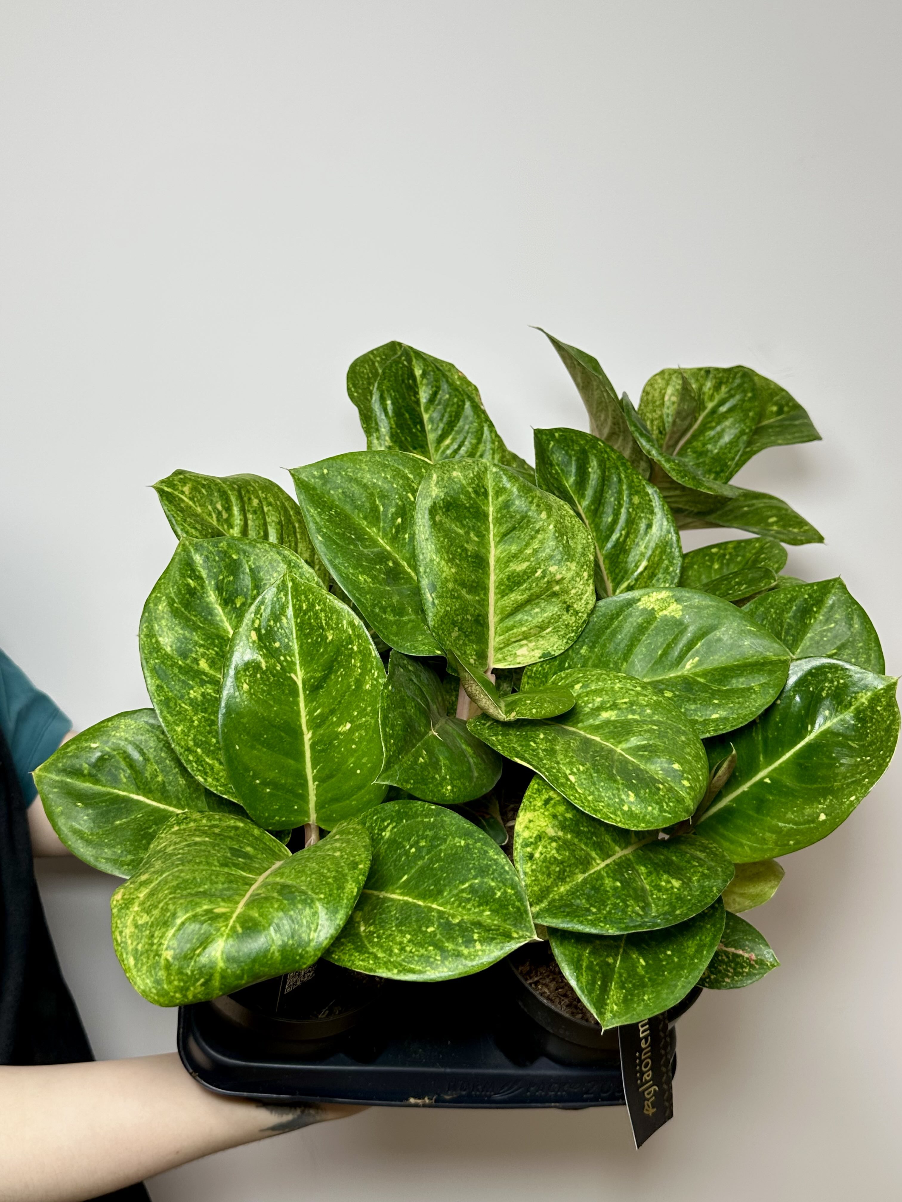 Аглаонема Эпл Грин (Aglaonema Apple Green) D12см