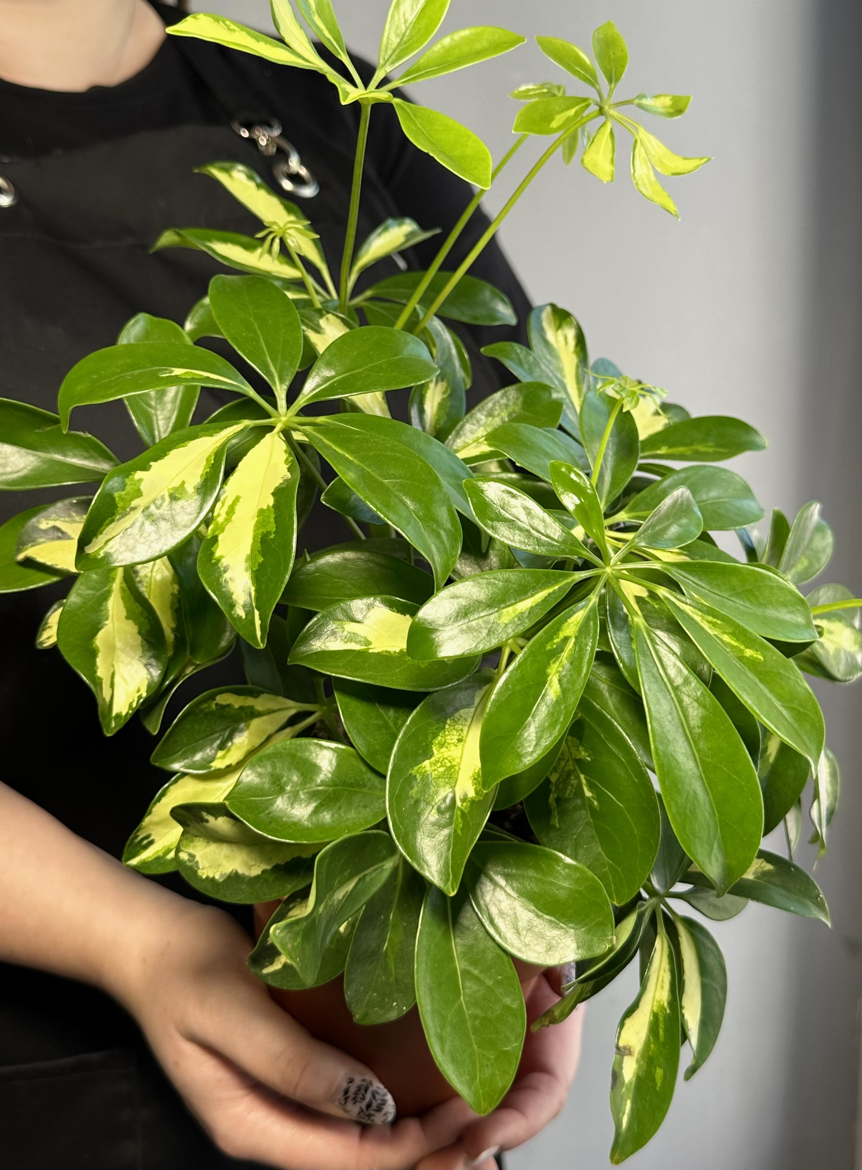 Шеффлера Мадам де Смет (Schefflera Madame De Smet) D12см