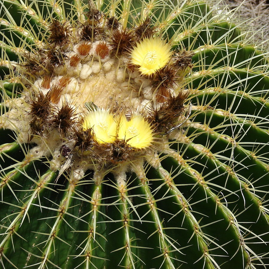Эхинокактус Грузони (Echinocactus Grusonii) D5см