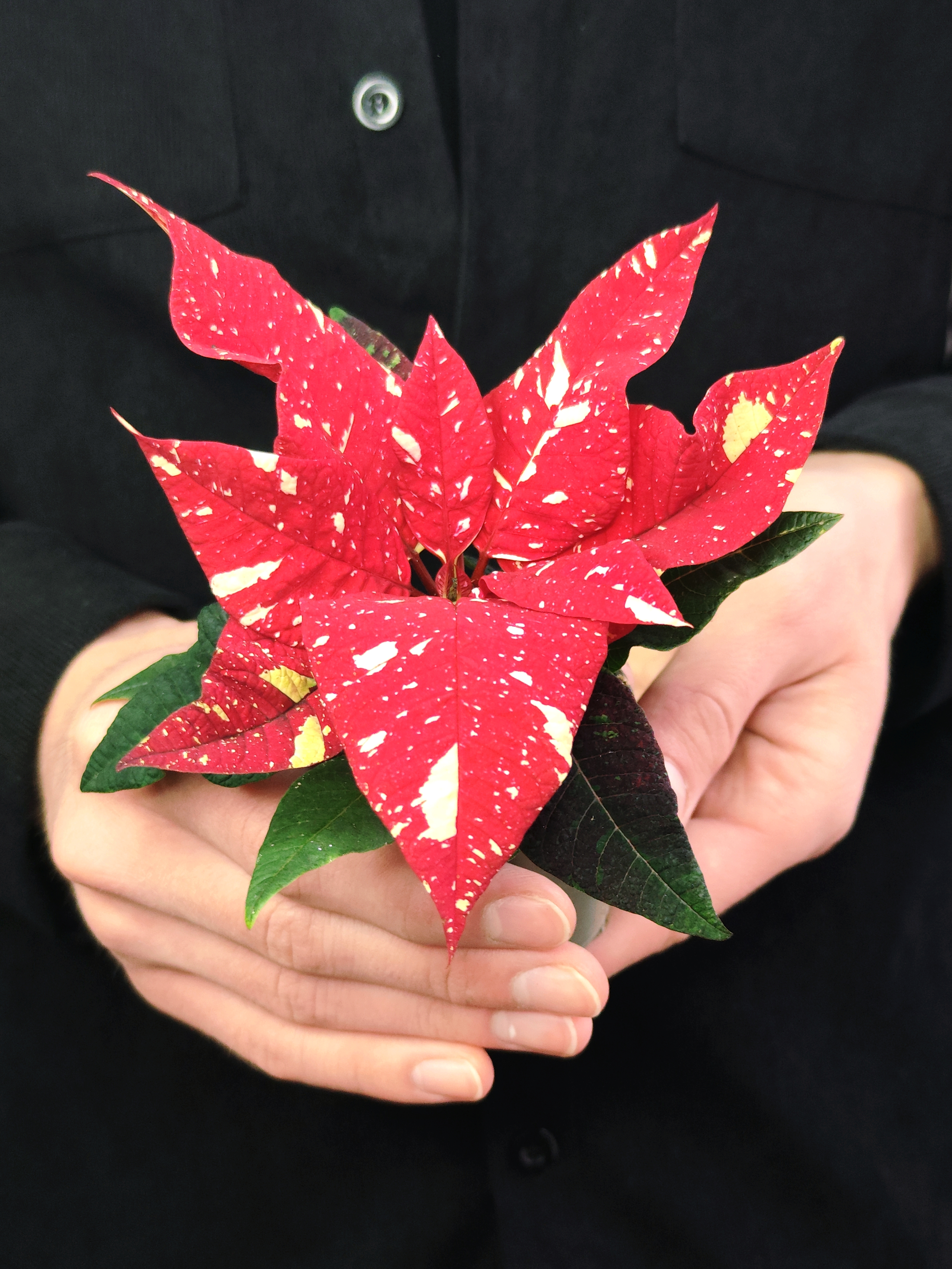 Пуансеттия Ред Вайт (Poinsettia Red White) D6см
