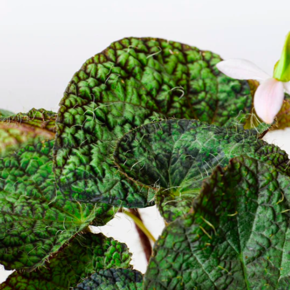 Бегония Сайзмор (Begonia Sizemoreоe) D12см