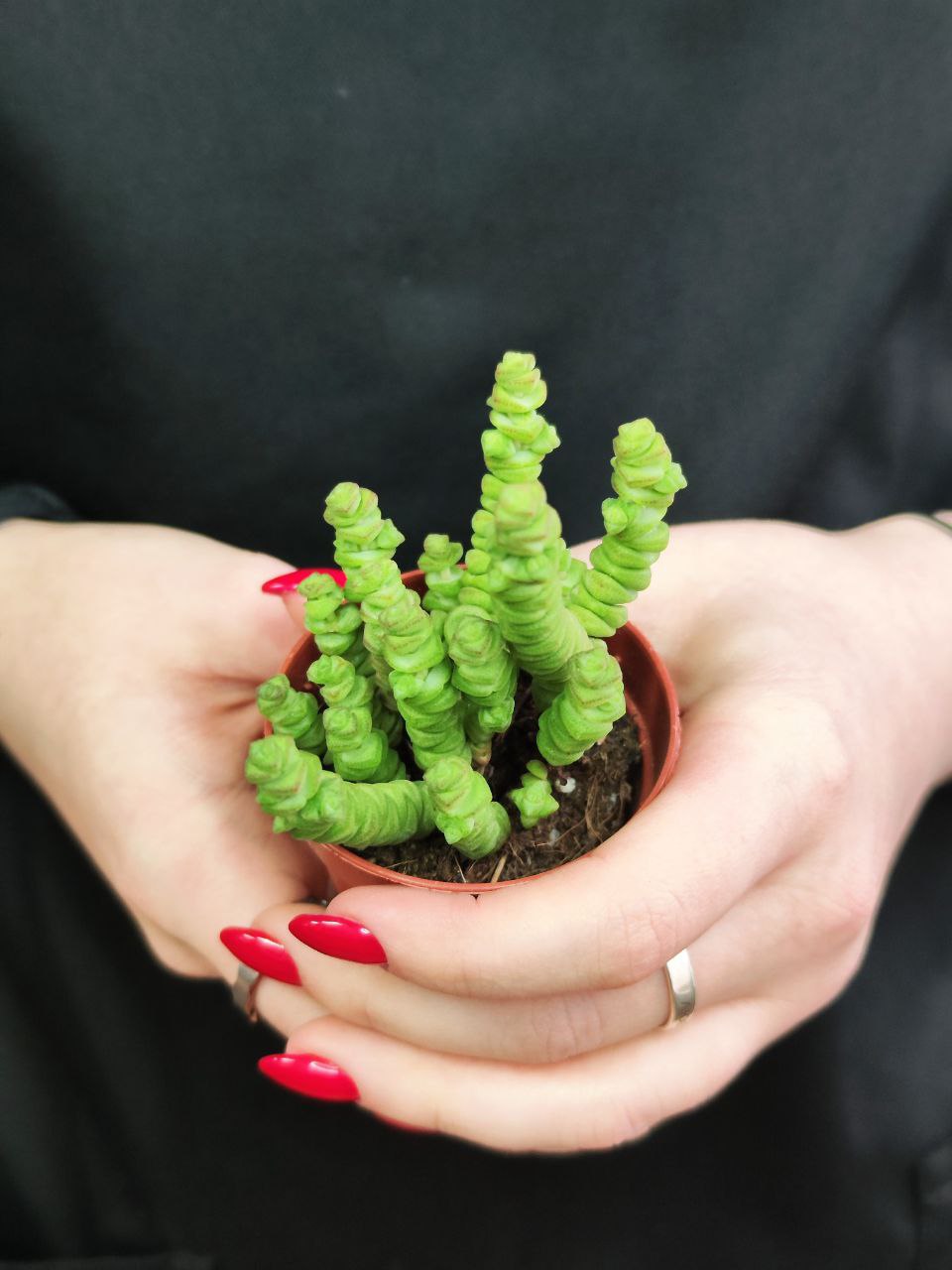Крассула Марниериана Мини (Crassula Marneriana Mini) D5см