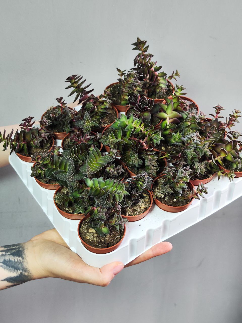Крассула Капителла Коримбулоза (Crassula Capitella Corymbulosa) D5см
