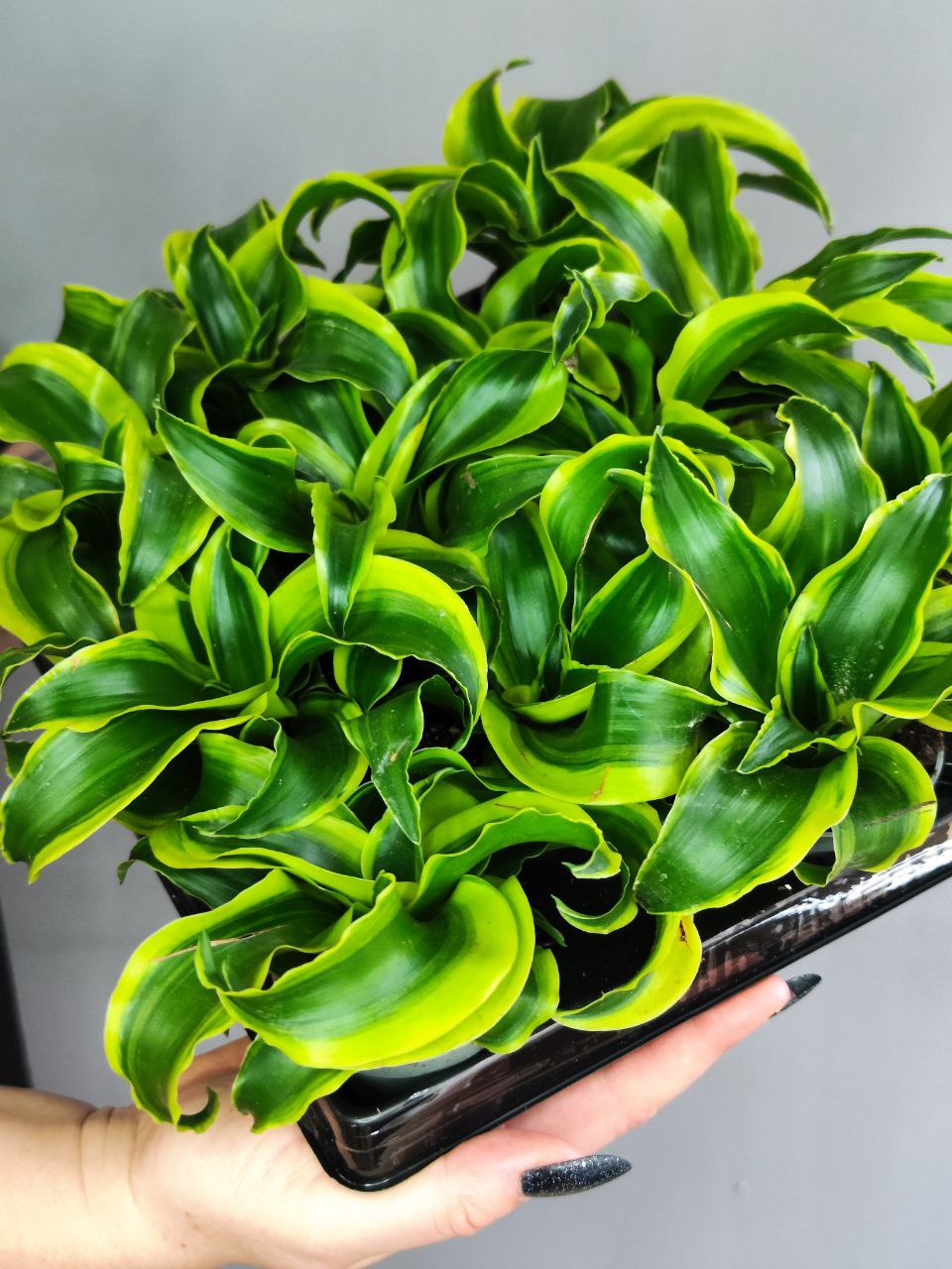 Драцена Драгонтри Твист (Dracaena Dragontree Twist) D6см