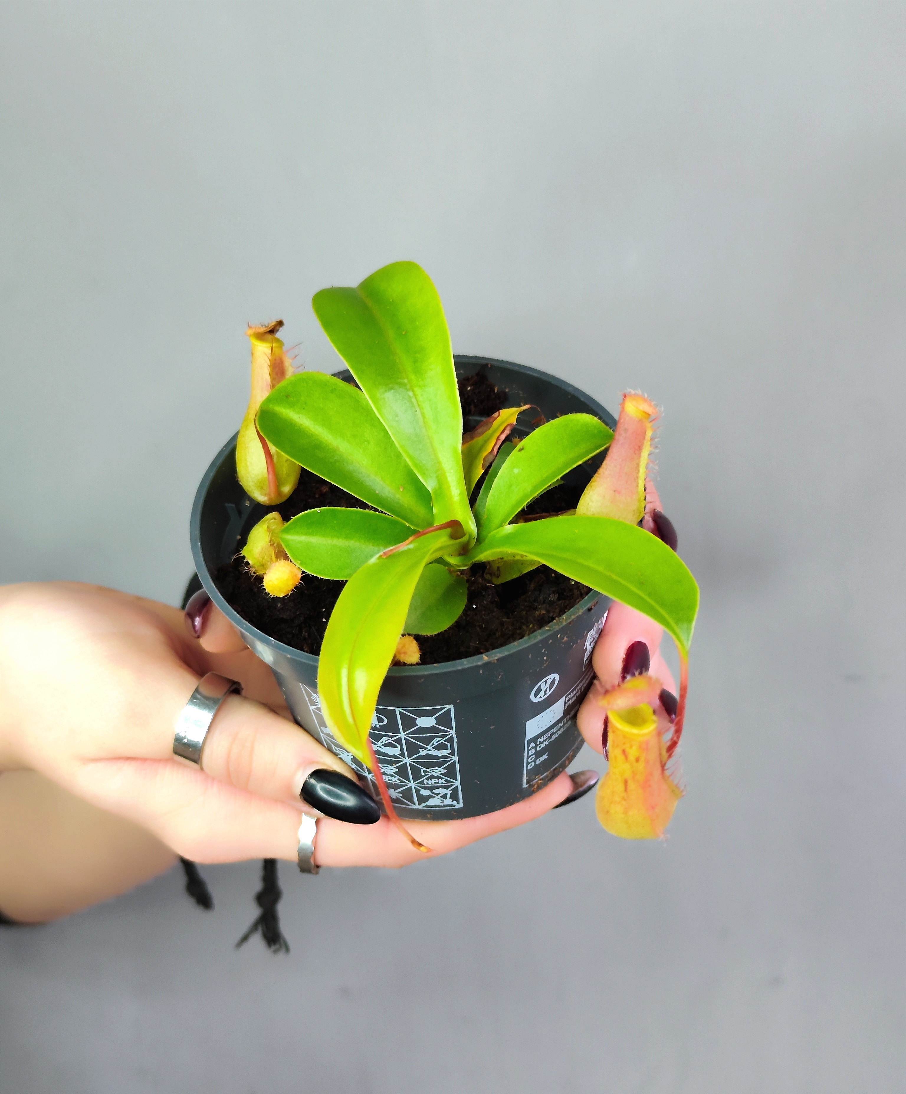 Непентес Вентрата (Nepenthes Ventrata) D9см