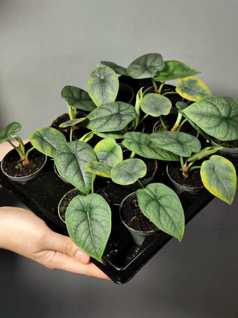 Алоказия Мело (Alocasia Melo) D6см