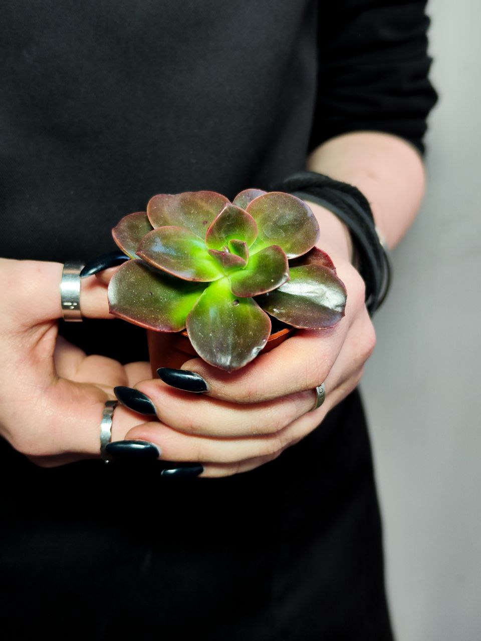 Эхеверия Блэк Мэджик (Echeveria Black Magic) D5см