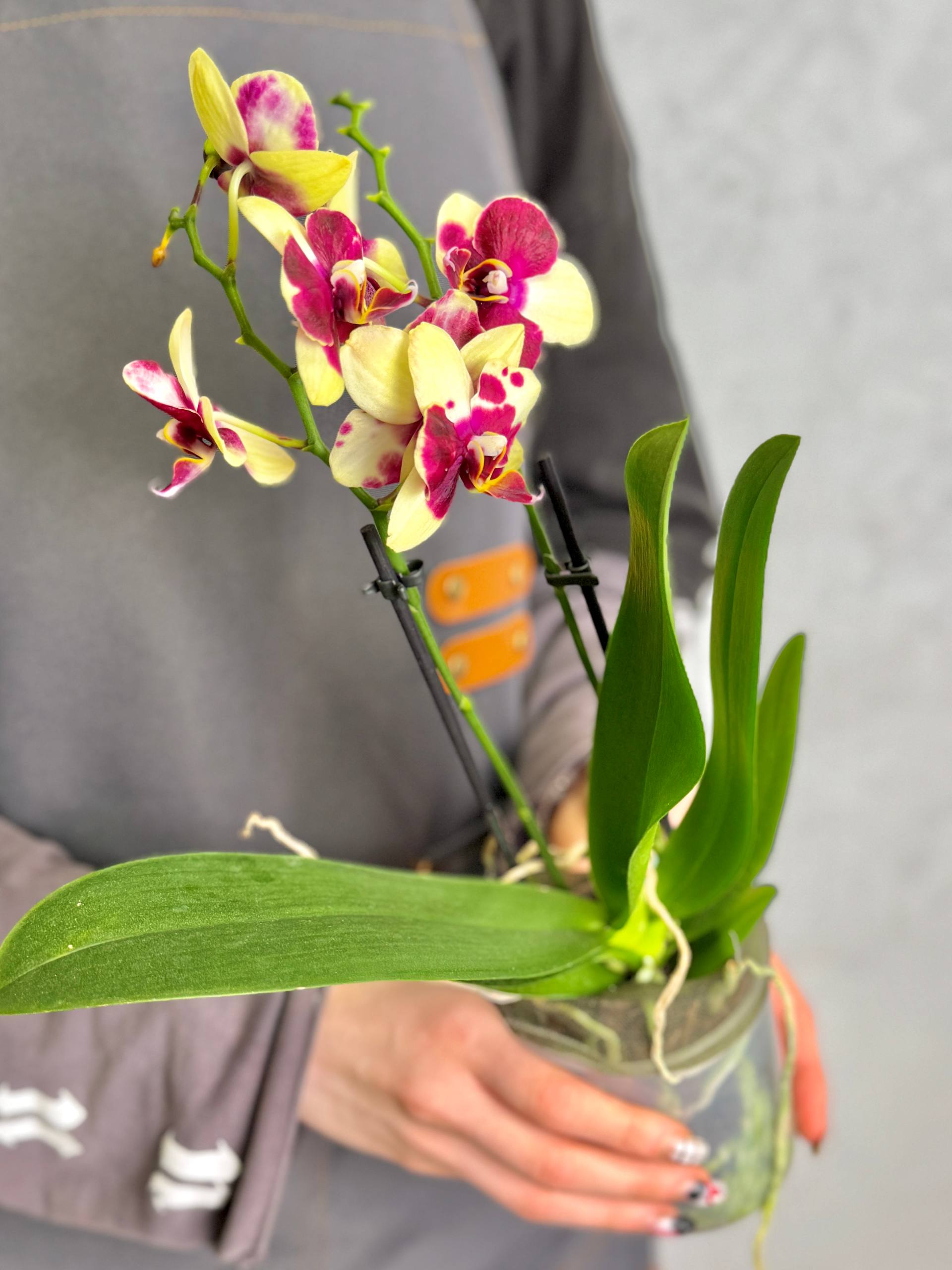 Орхидея Фаленопсис Катания (Phalaenopsis Catania) D9см