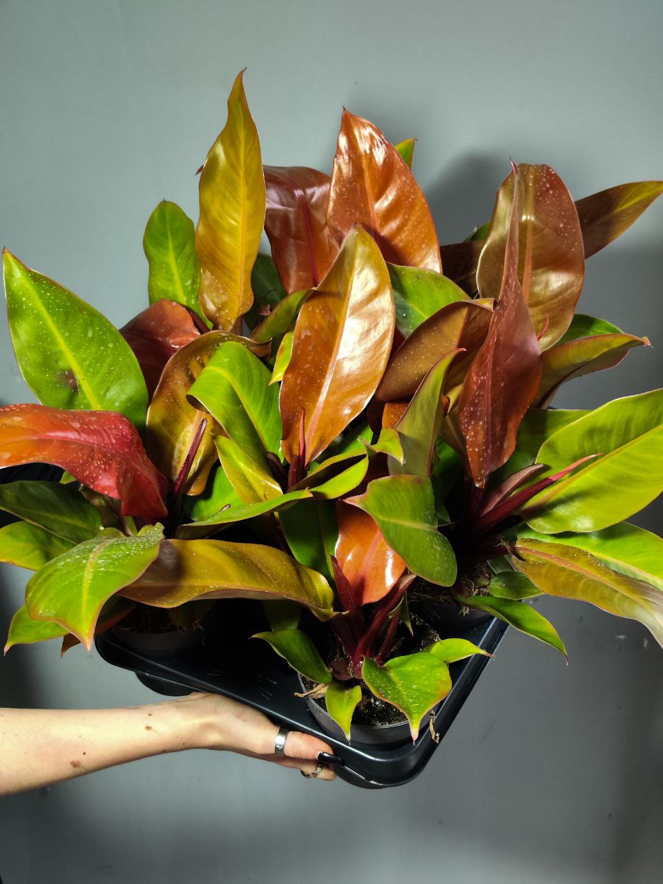 Филодендрон Принц Оранж (Philodendron Prince of Orange) D12см