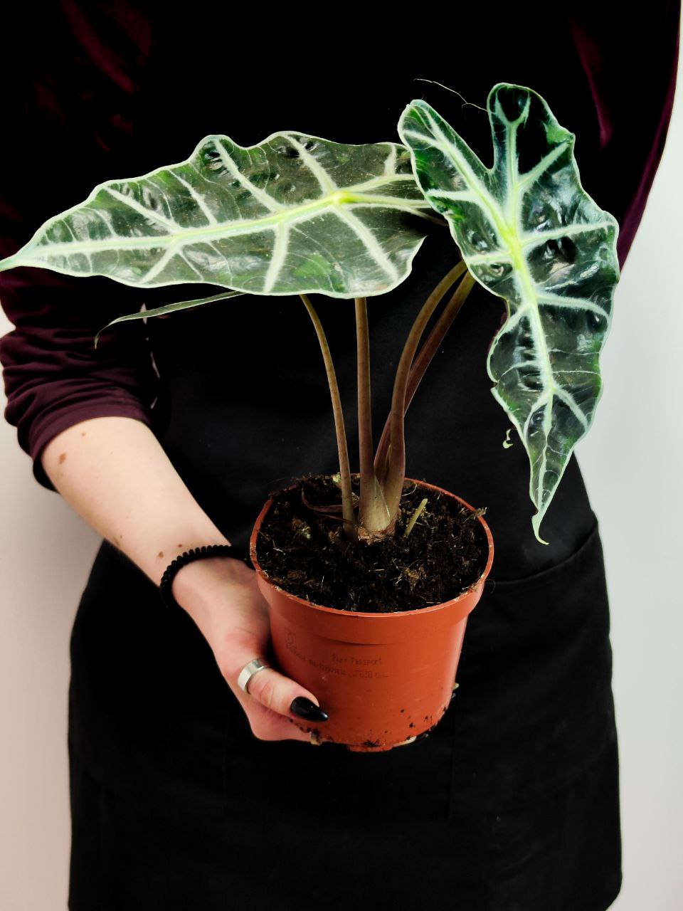 Алоказия Амазоника Полли (Alocasia Amazonica Polly) D12см