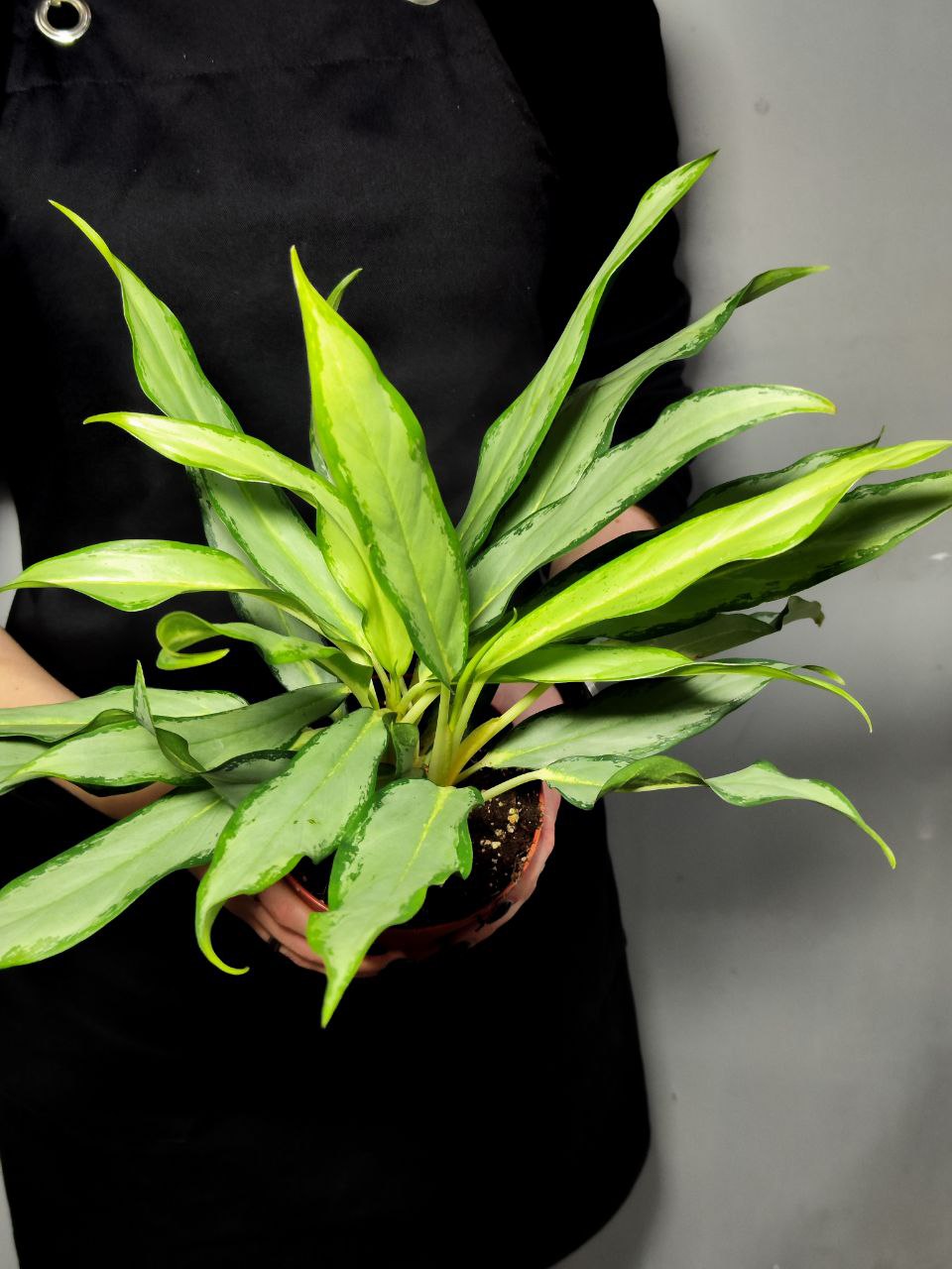 Аглаонема Вайт Ленс (Aglaonema White Lance) D12см