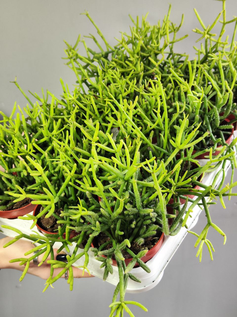 Рипсалис Вальковатый (Rhipsalis Teres) D8,5см